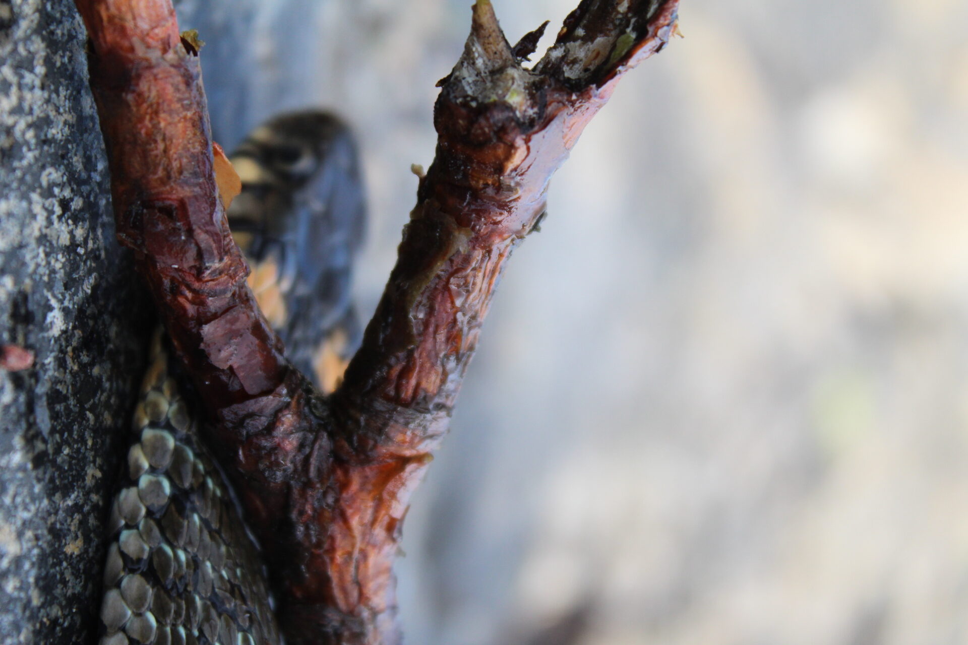 Valokuvaaja: Maida Kpuzi