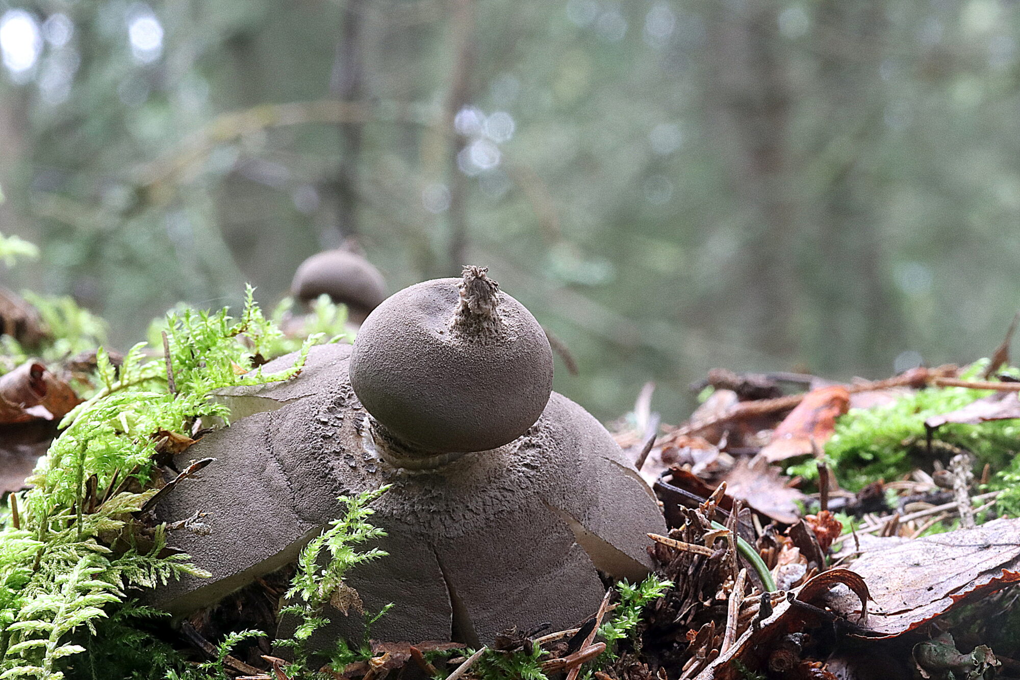 Valokuvaaja: Hannu Rasiranta