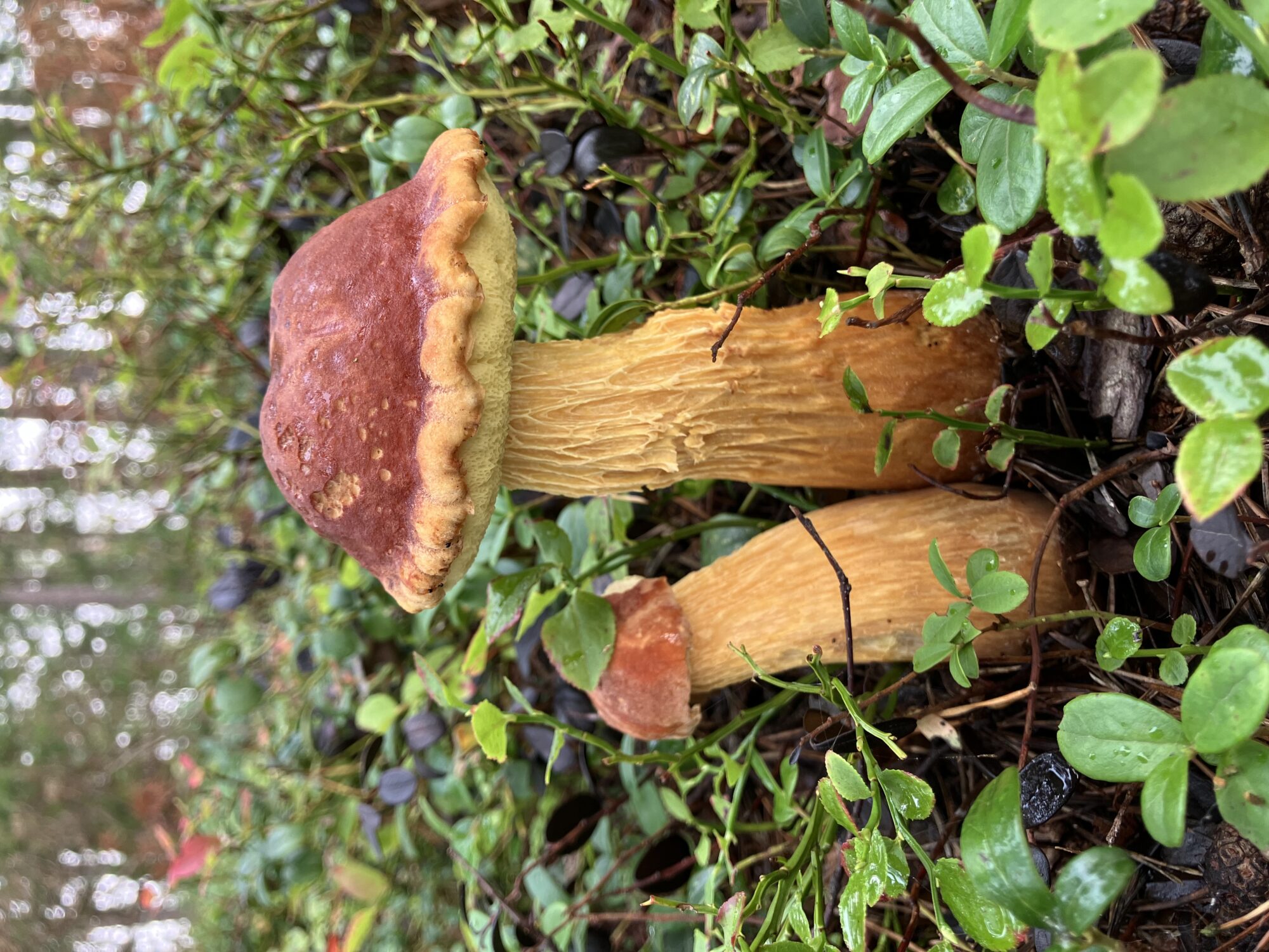 Valokuvaaja: Annika Hotti