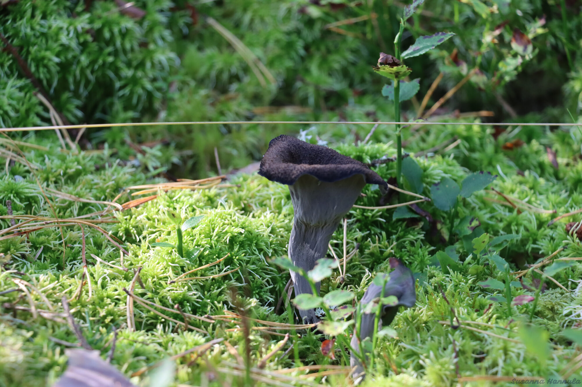 Valokuvaaja: Susanna Hannula