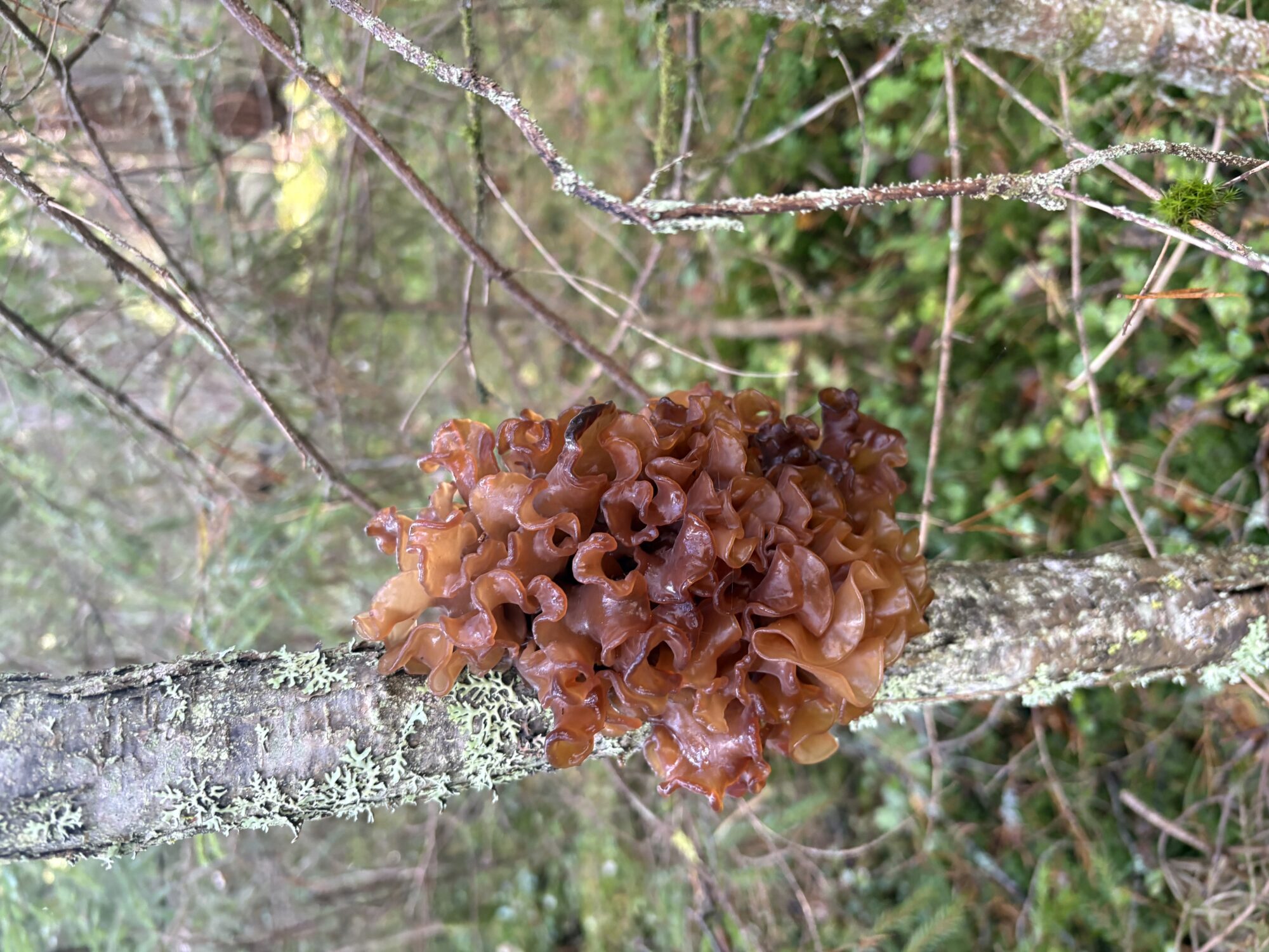 Valokuvaaja: Milka Leppiniemi
