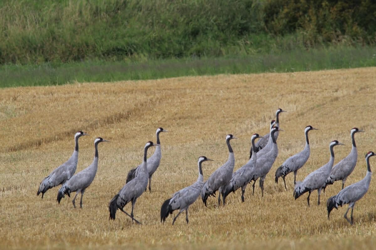 Valokuvaaja: Anni Hietanen Valokuvaaja: Anni Hietanen