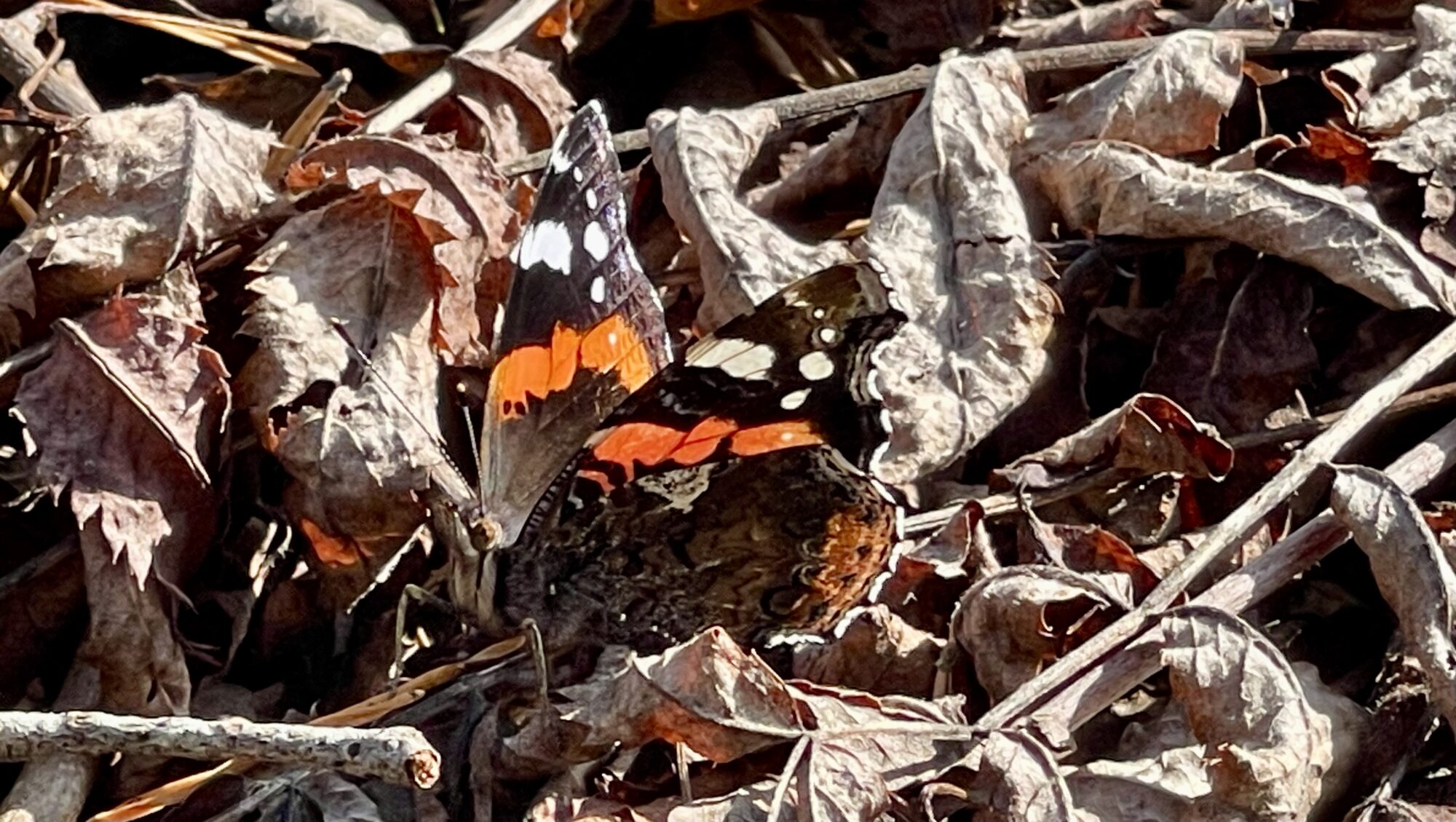 Valokuvaaja: Liisa Niiva-Korpela