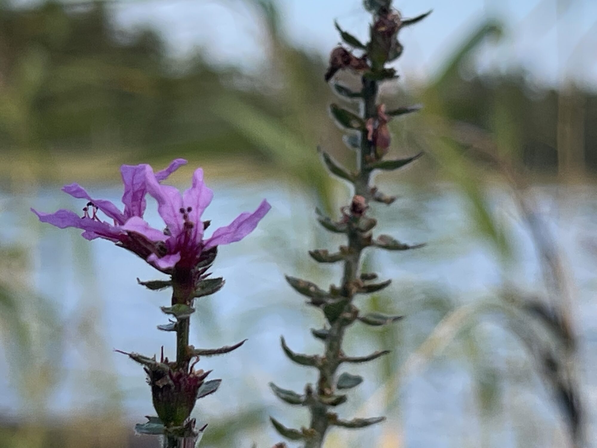 Valokuvaaja: Liisa Niiva-Korpela