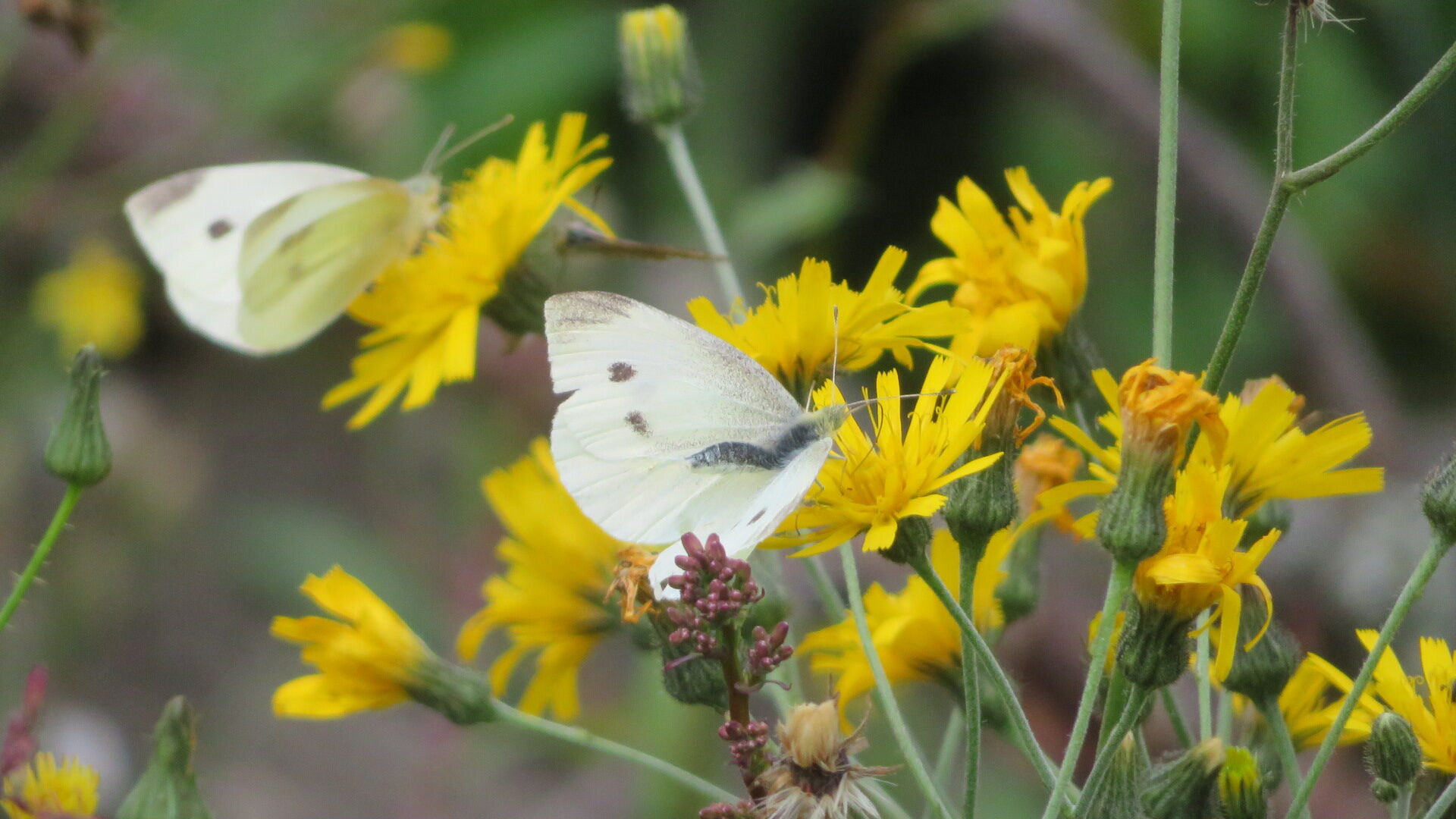 Valokuvaaja: Risto Kangassalo
