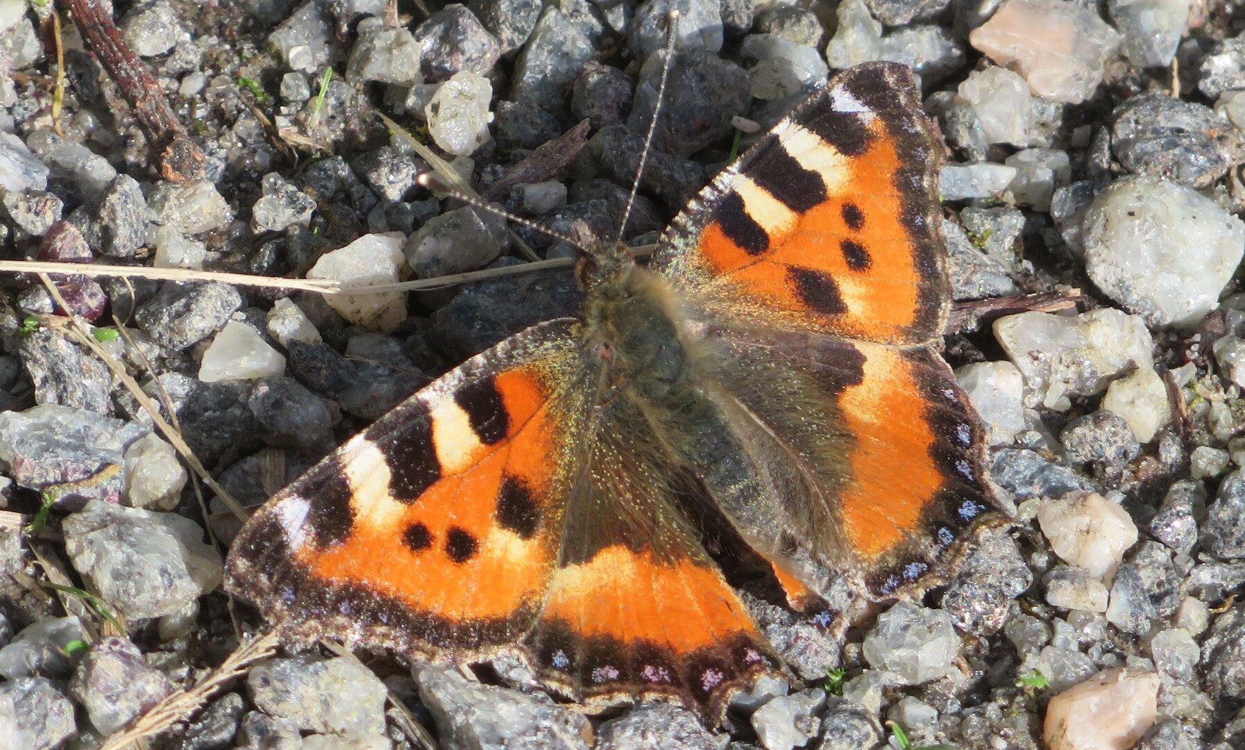 Valokuvaaja: Risto Kangassalo