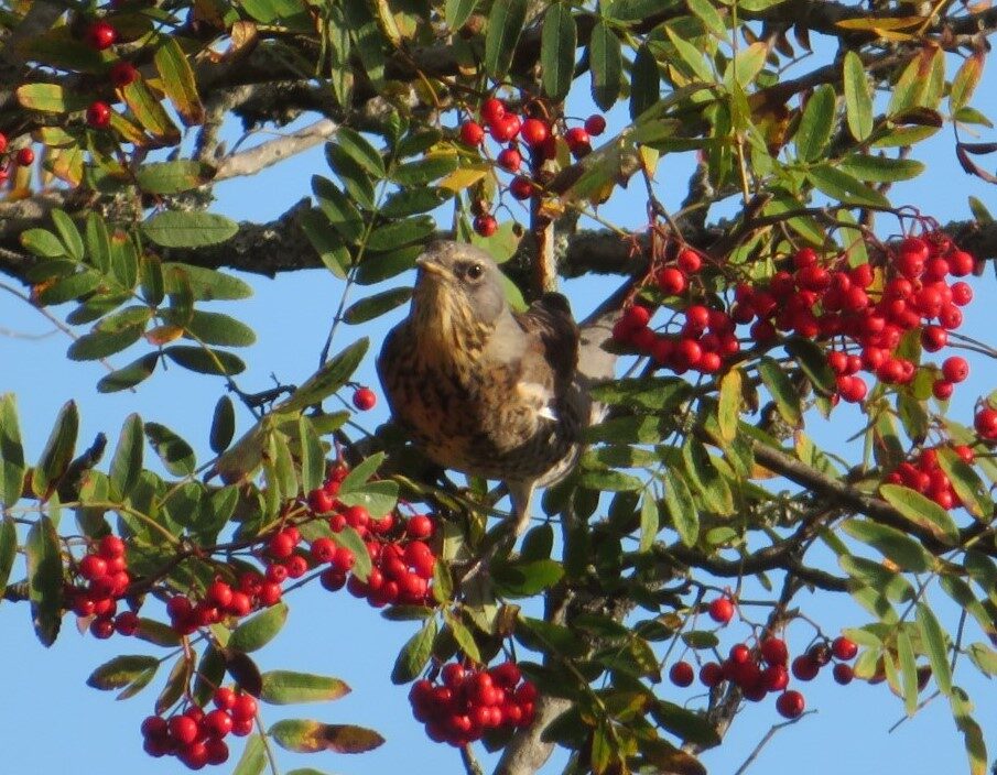 Valokuvaaja: Risto Kangassalo