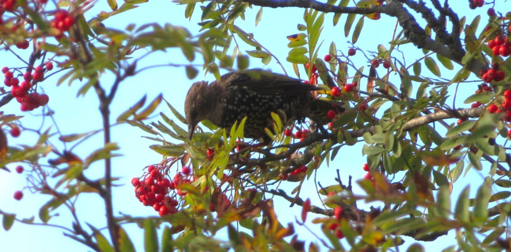 Valokuvaaja: Risto Kangassalo