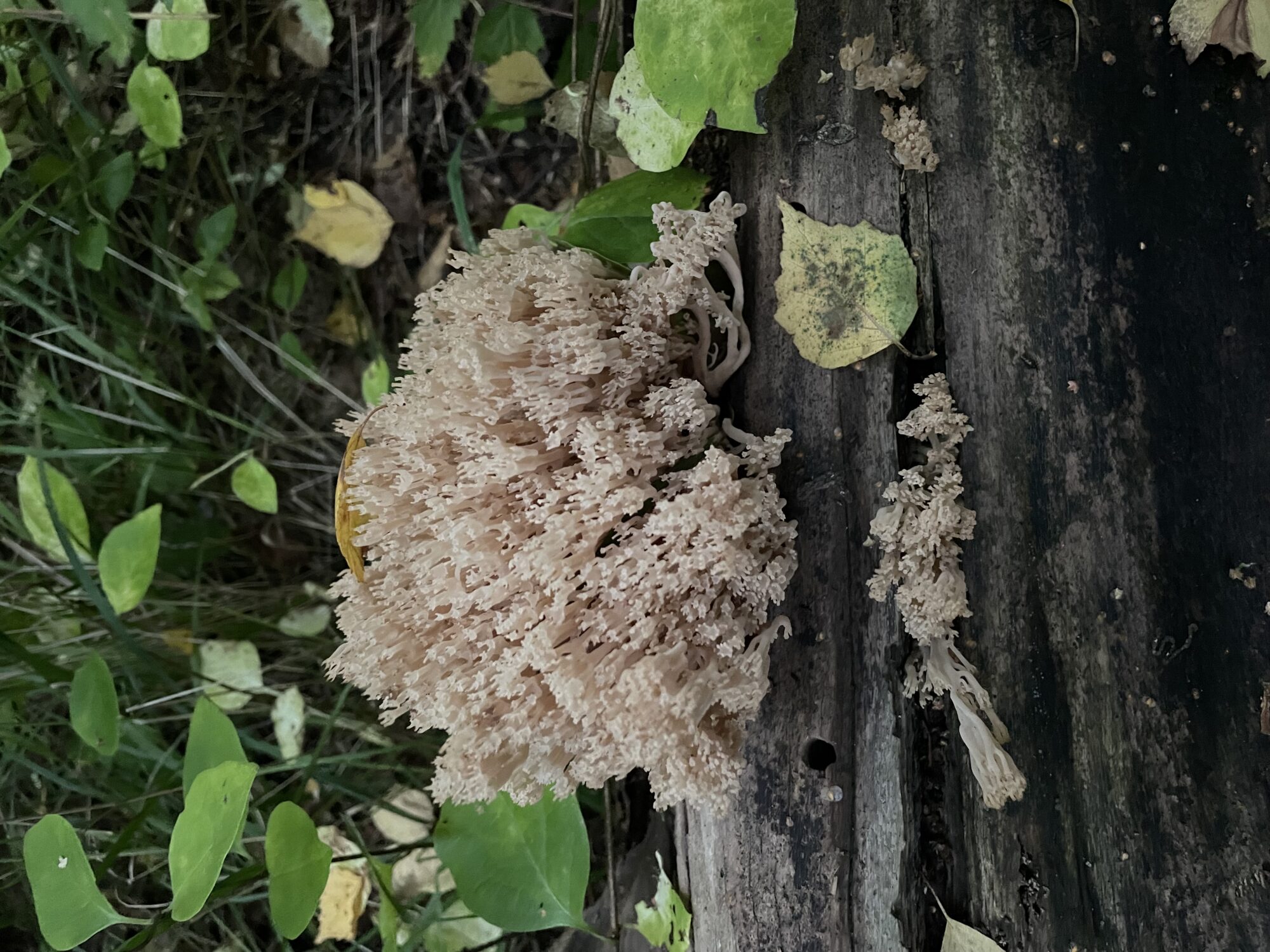 Valokuvaaja: Anne Karikoski