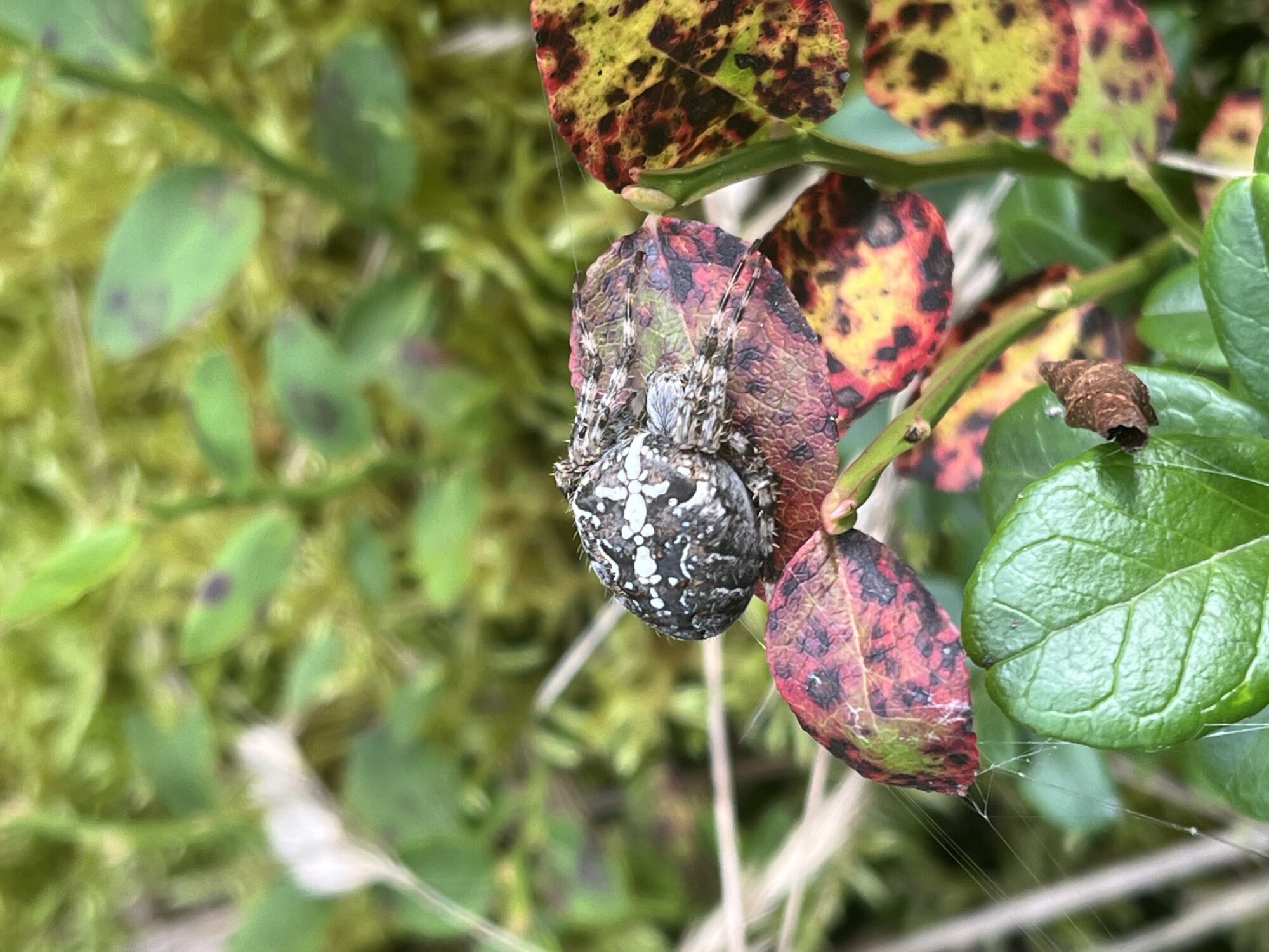 Valokuvaaja: Susanna Laitinen