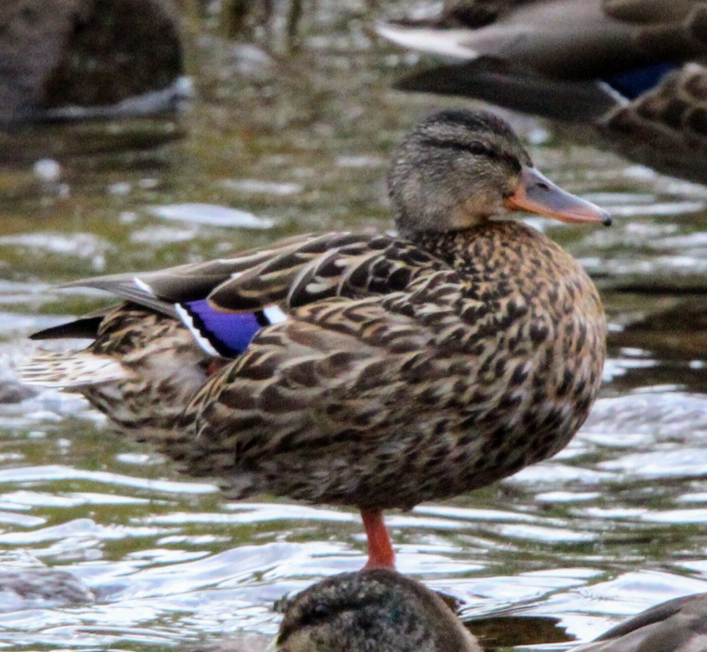 Valokuvaaja: Anu Lapinlampi