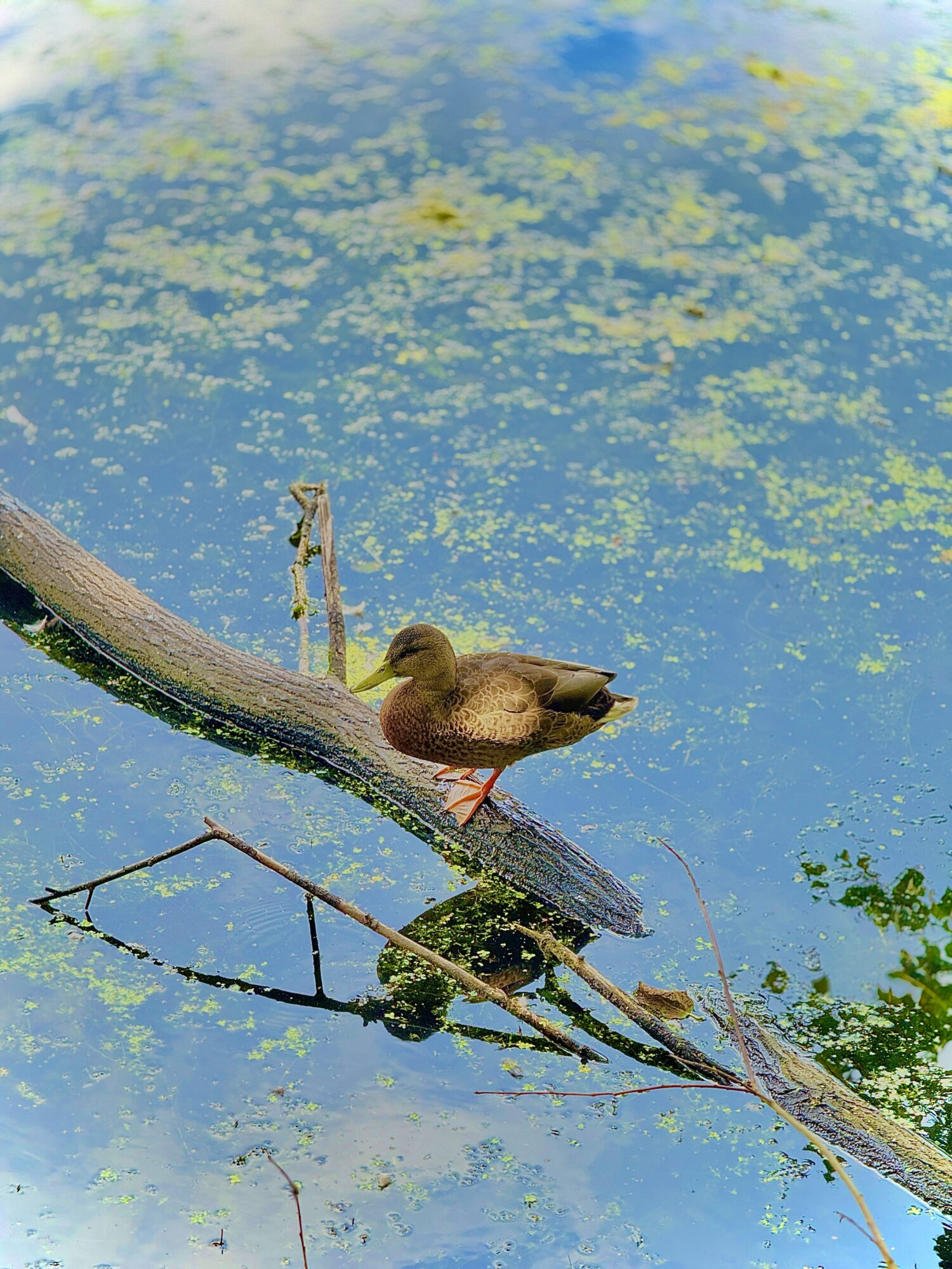 Valokuvaaja: Pasan Tharanga Valokuvaaja: Pasan Tharanga