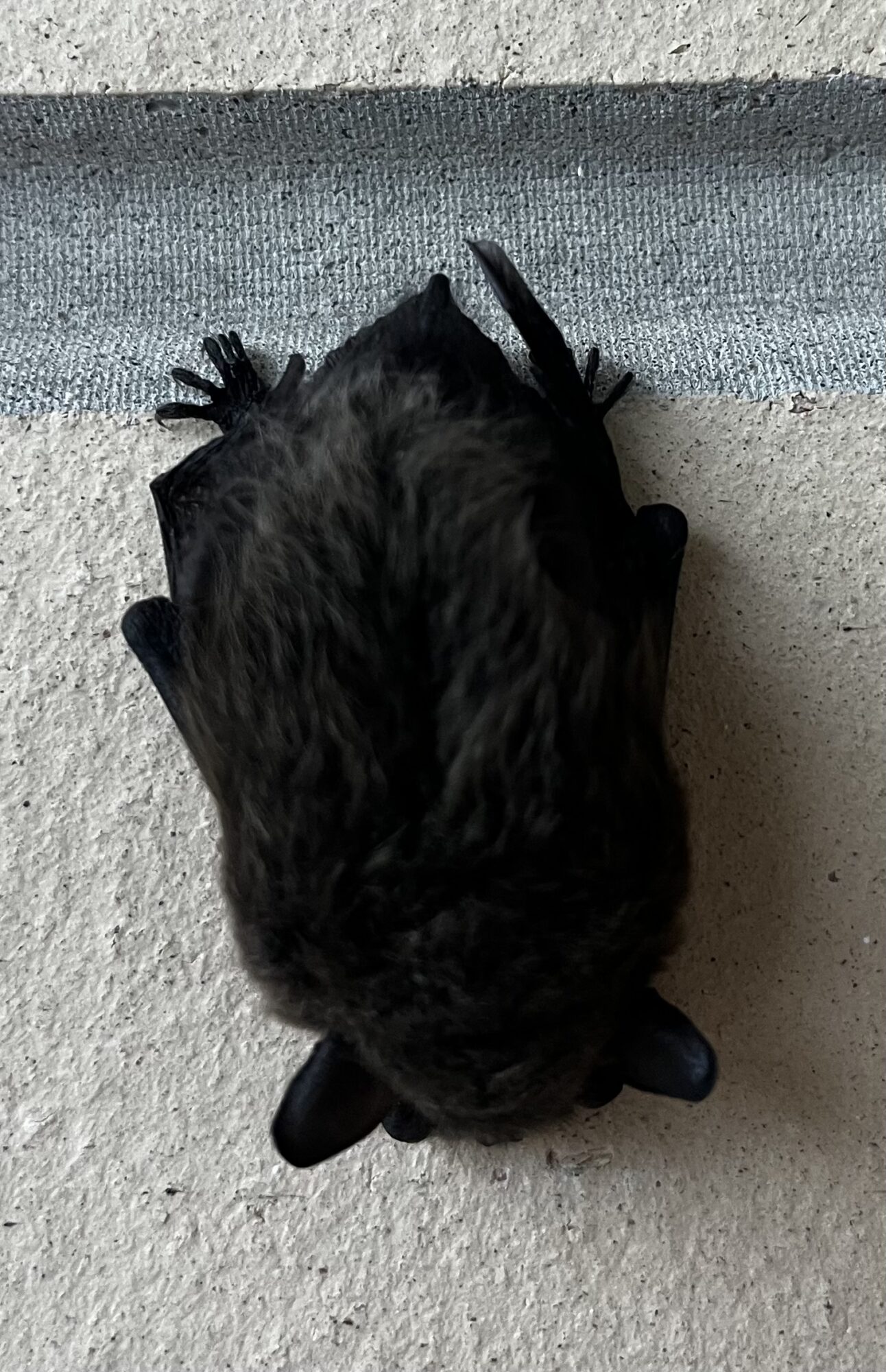 Valokuvaaja: Pasi Lind