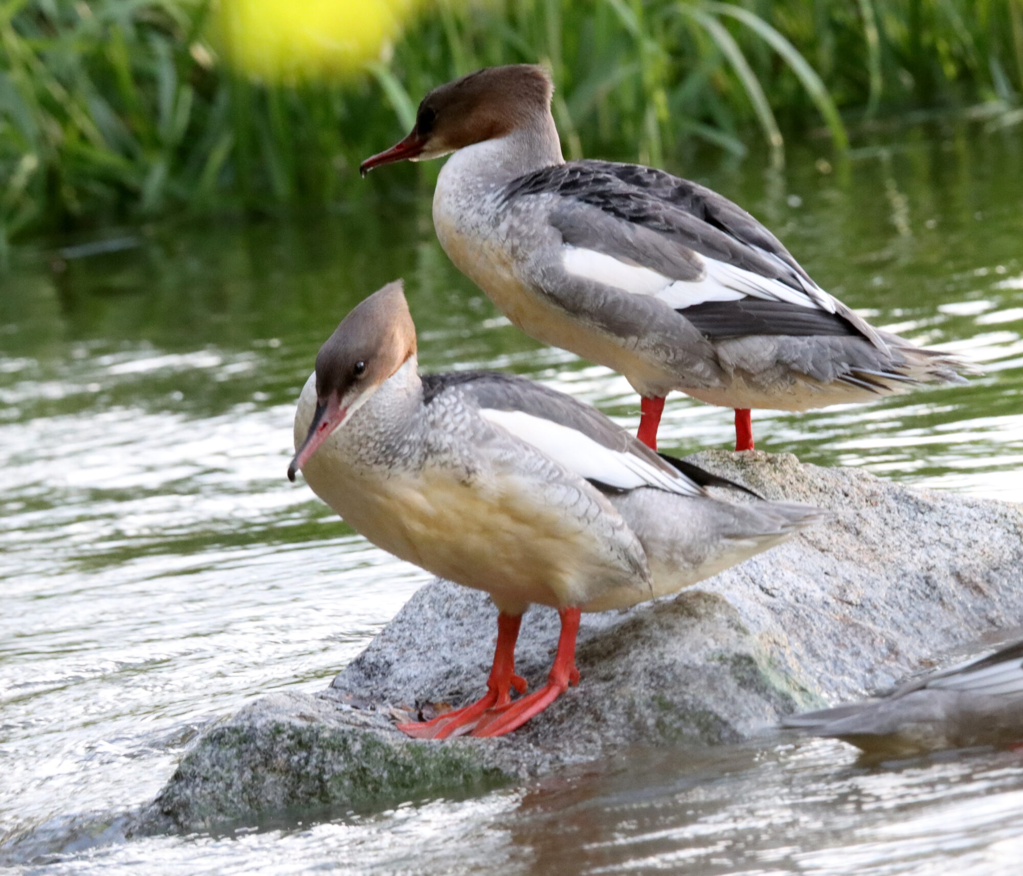 Valokuvaaja: Irja Lehtinen