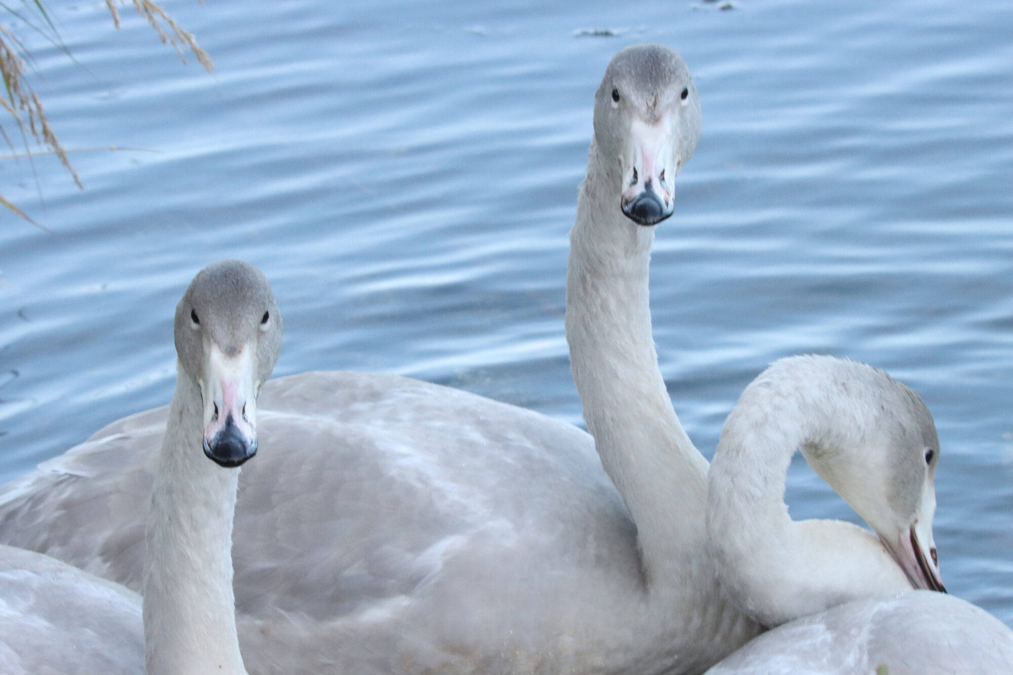 Valokuvaaja: Irja Lehtinen
