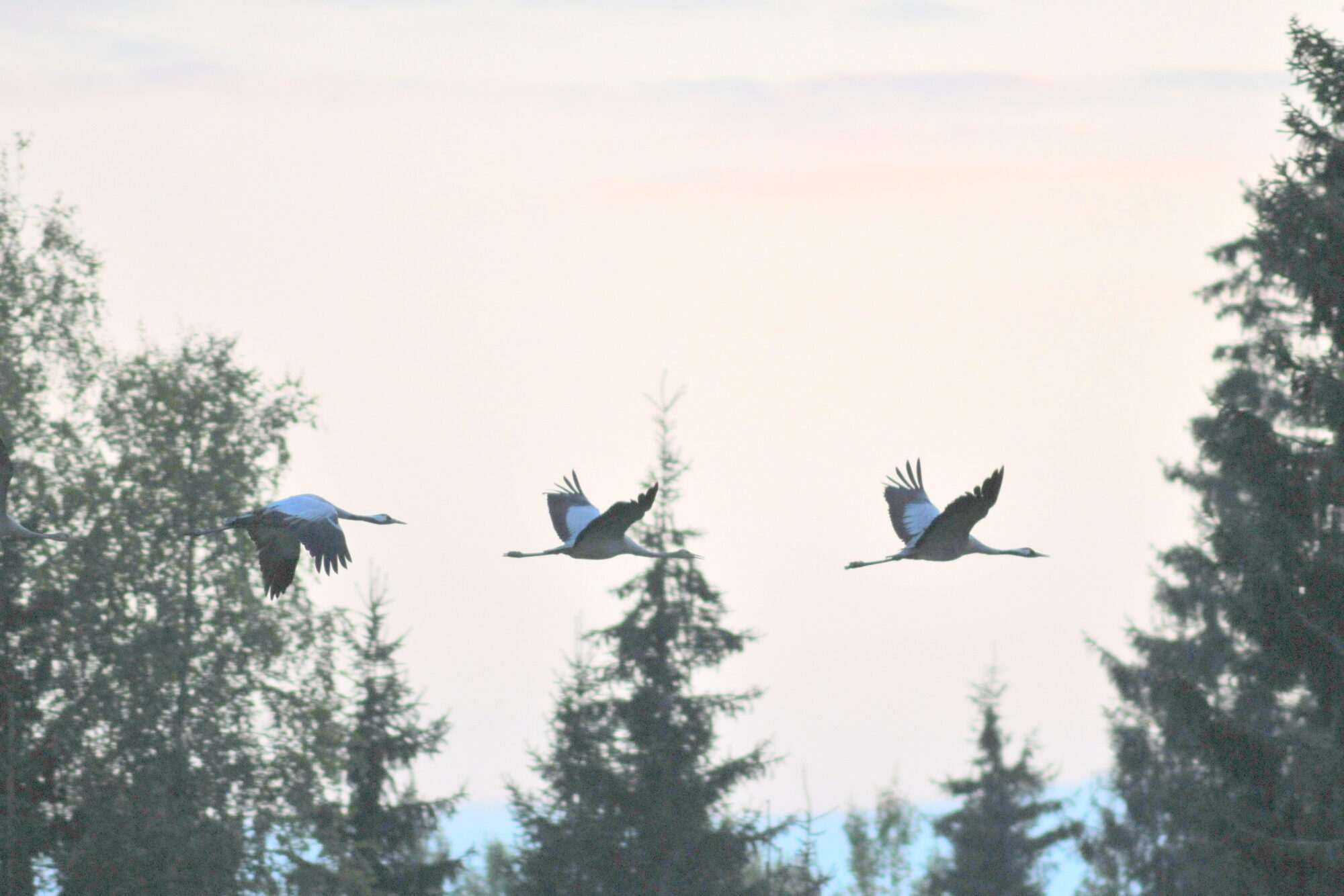 Valokuvaaja: Kaarlo Asikainen