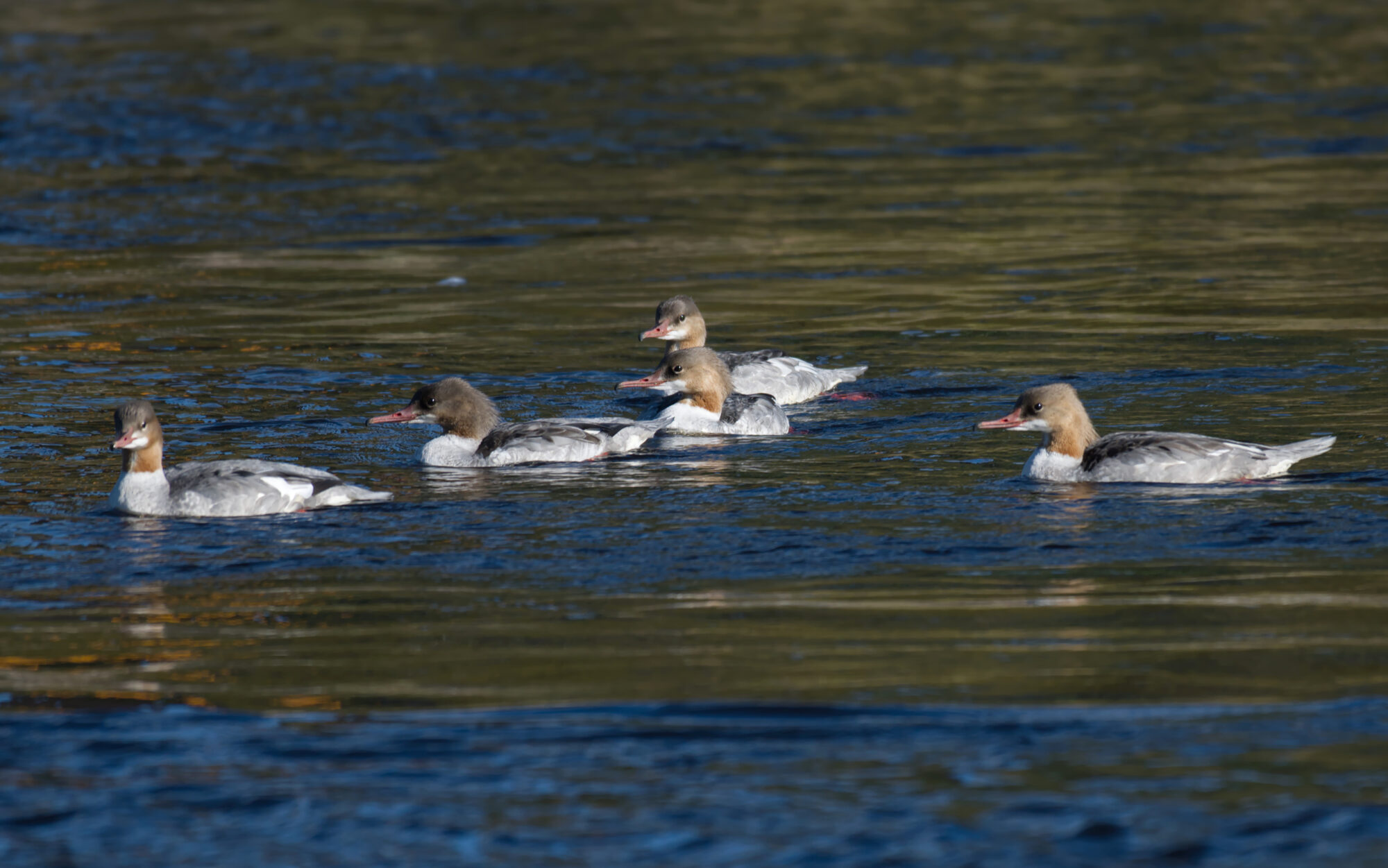 Valokuvaaja: Päivi Kiiskinen-Mustonen