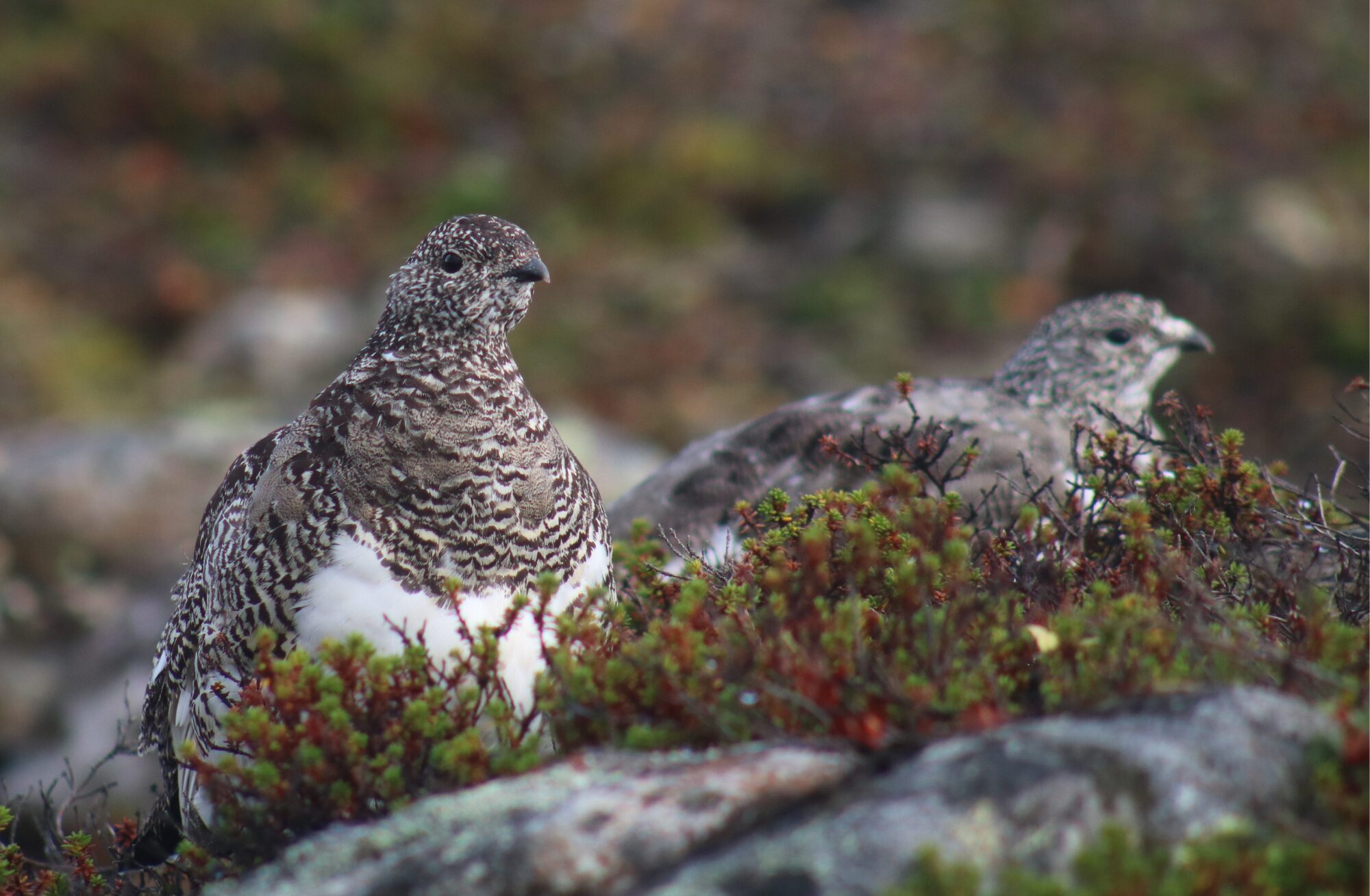 Valokuvaaja: Jaakko Lindholm