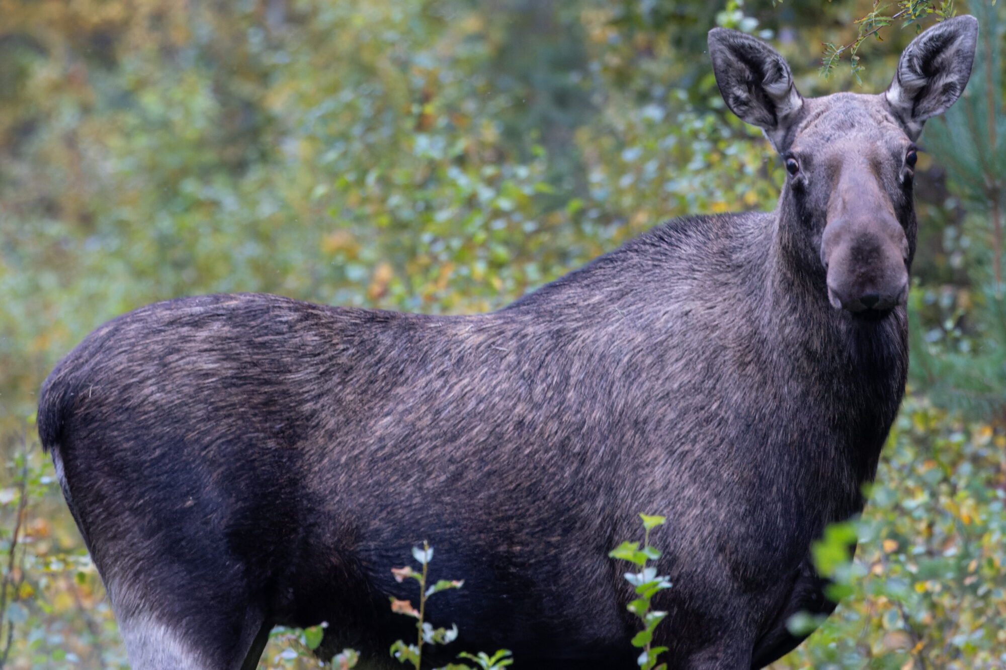 Valokuvaaja: Tommi Kujala