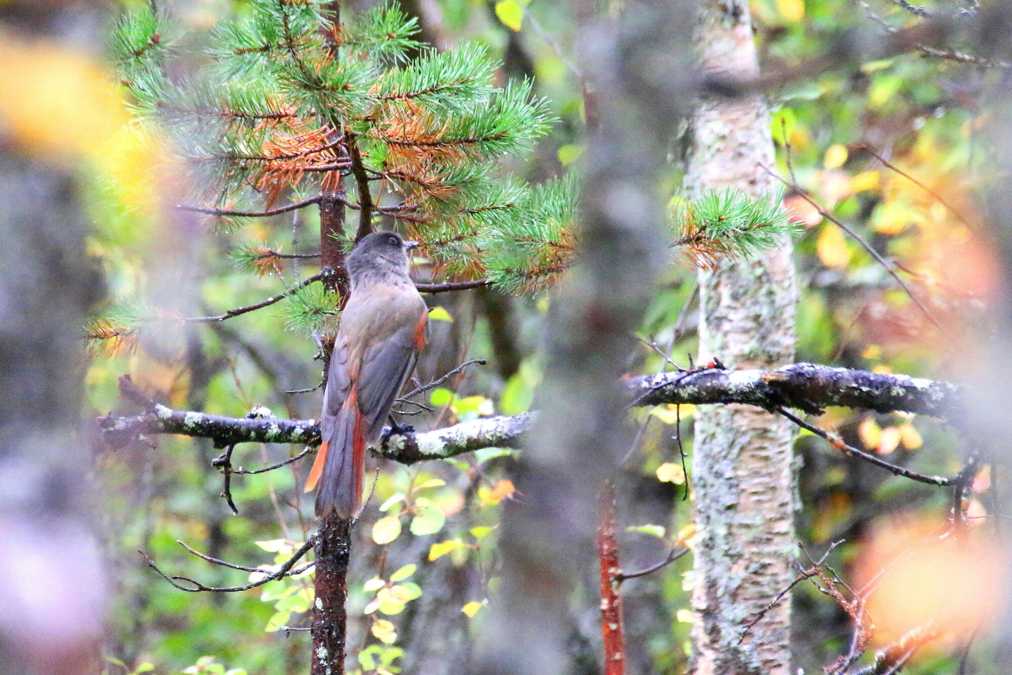 Valokuvaaja: Tuukka Pahtamaa