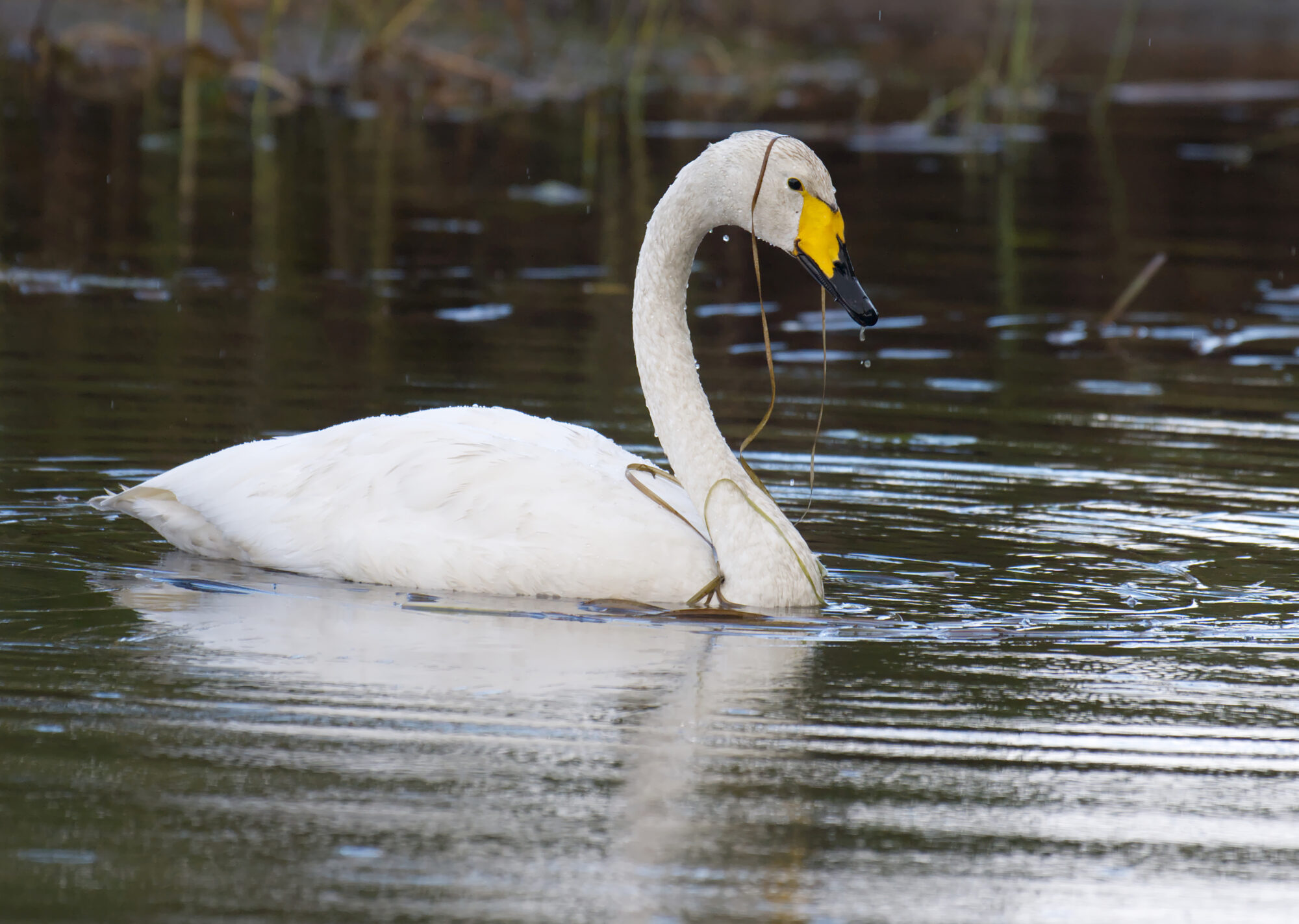 Valokuvaaja: Päivi Kiiskinen-Mustonen
