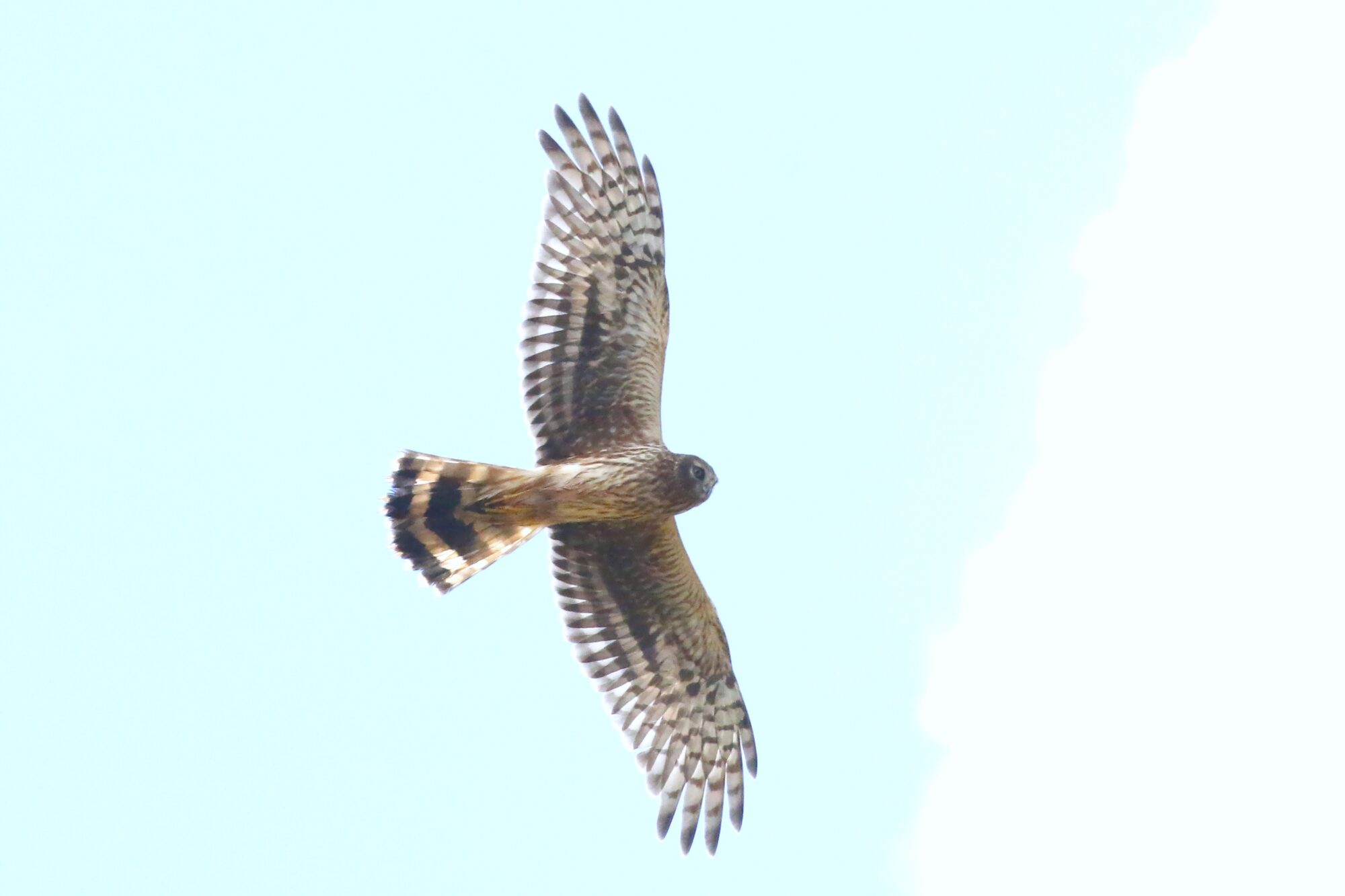 Valokuvaaja: Antero Tykkyläinen
