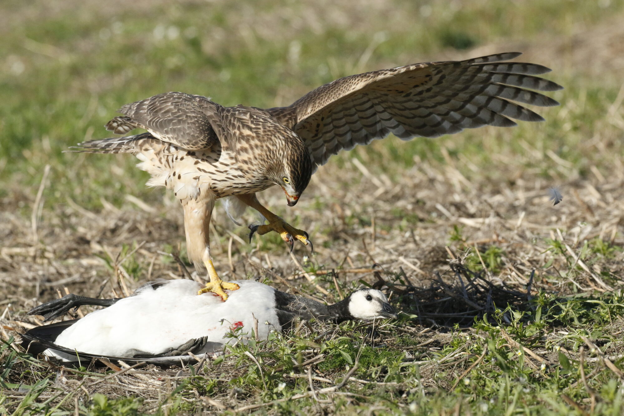 Valokuvaaja: Antero Tykkläinen