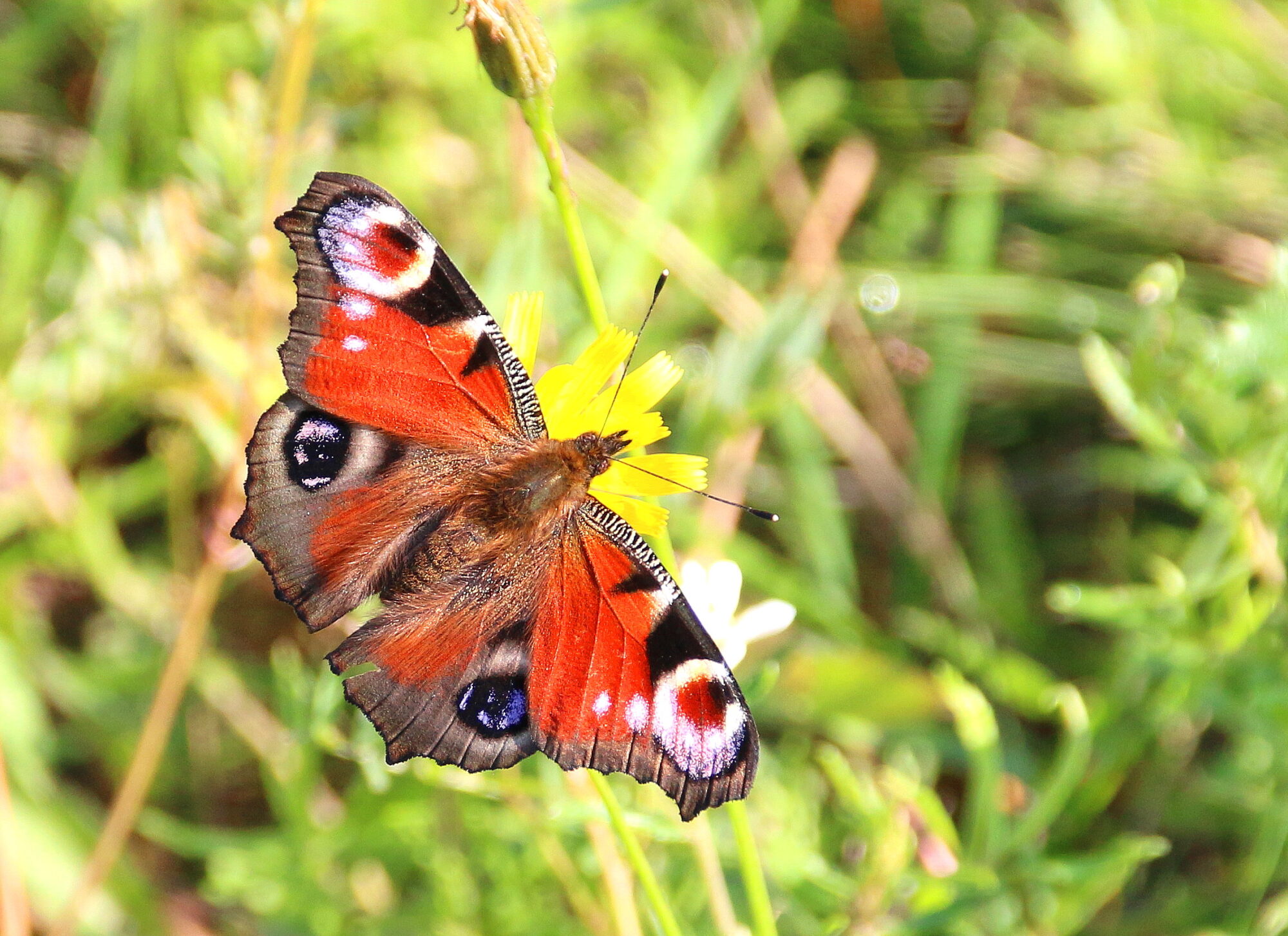 Valokuvaaja: Tuukka Pahtamaa