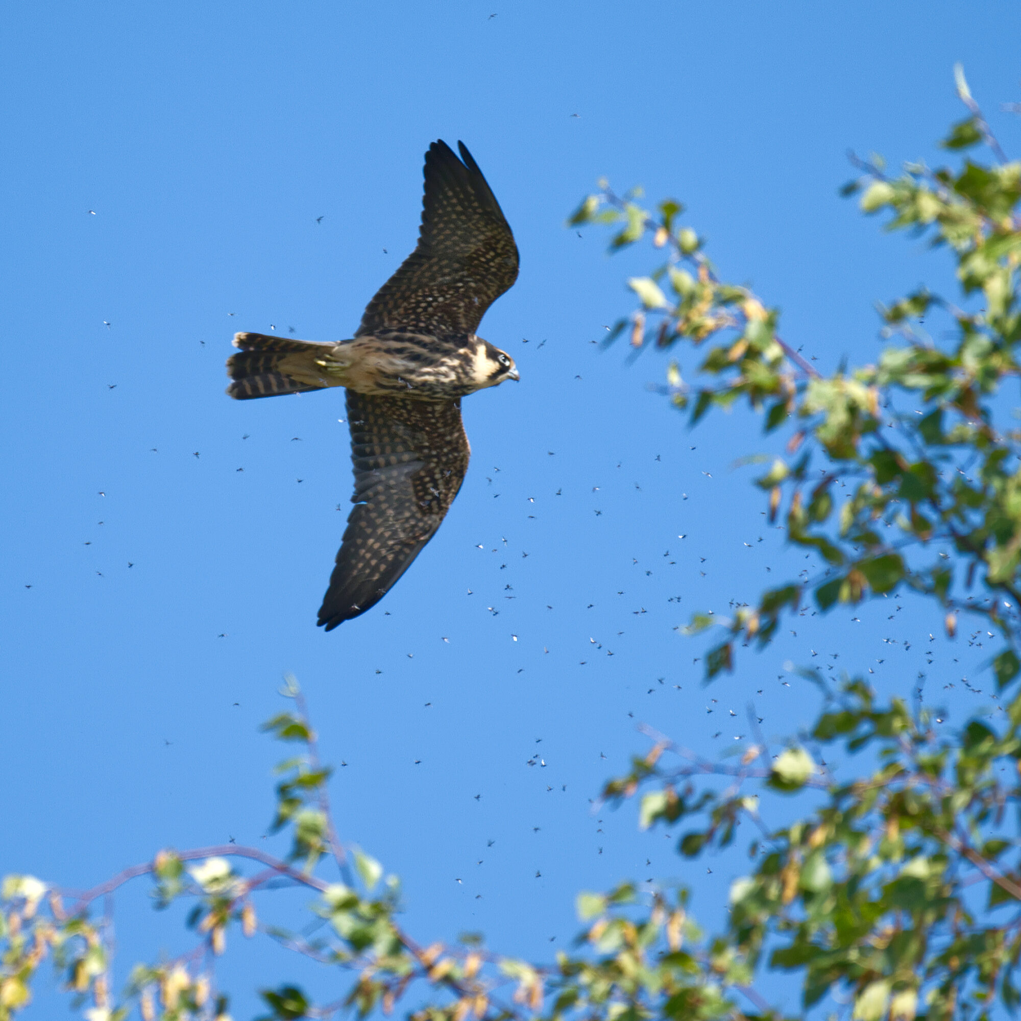 Valokuvaaja: Päivi Kiiskinen-Mustonen Valokuvaaja: Päivi Kiiskinen-Mustonen