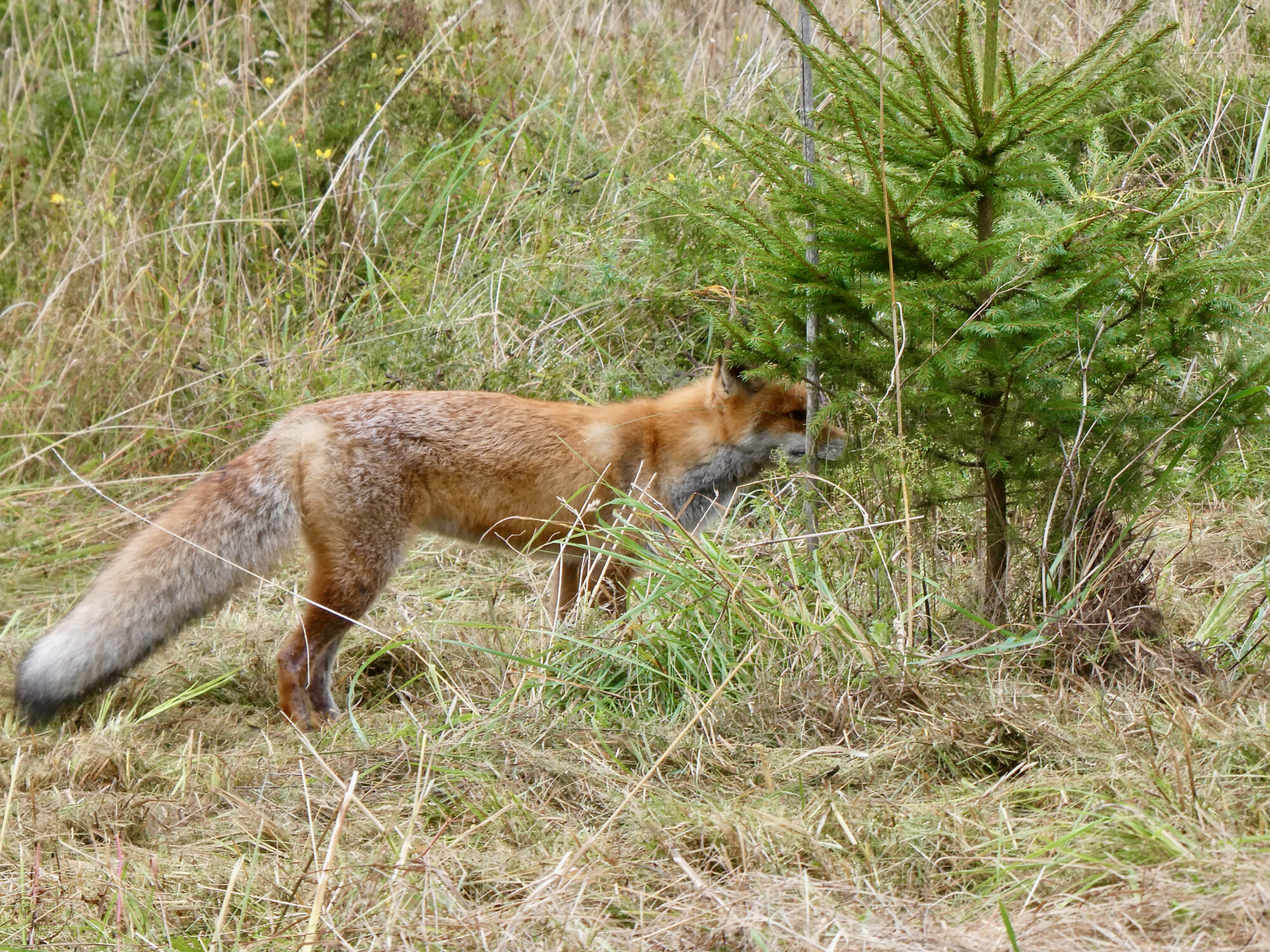 Valokuvaaja: Liisa Niiva-Korpela