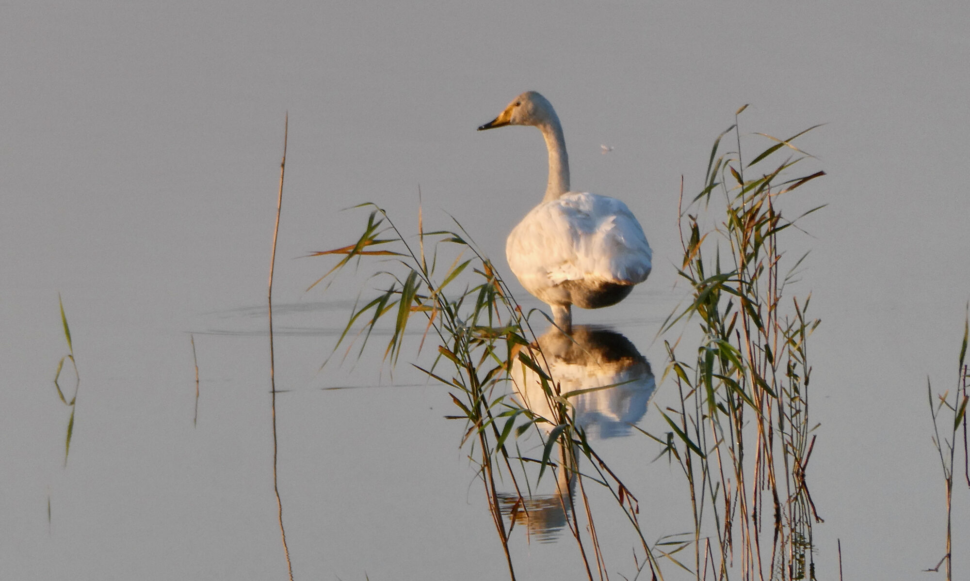 Valokuvaaja: Liisa Niiva-Korpela