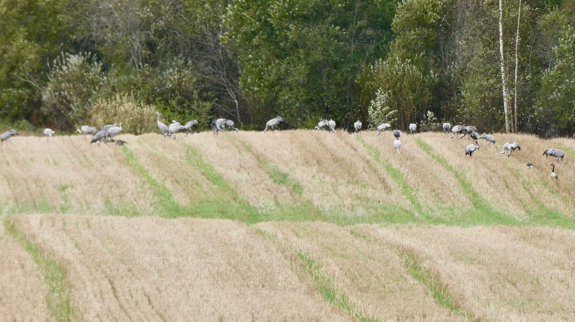 Valokuvaaja: Liisa Niiva-Korpela