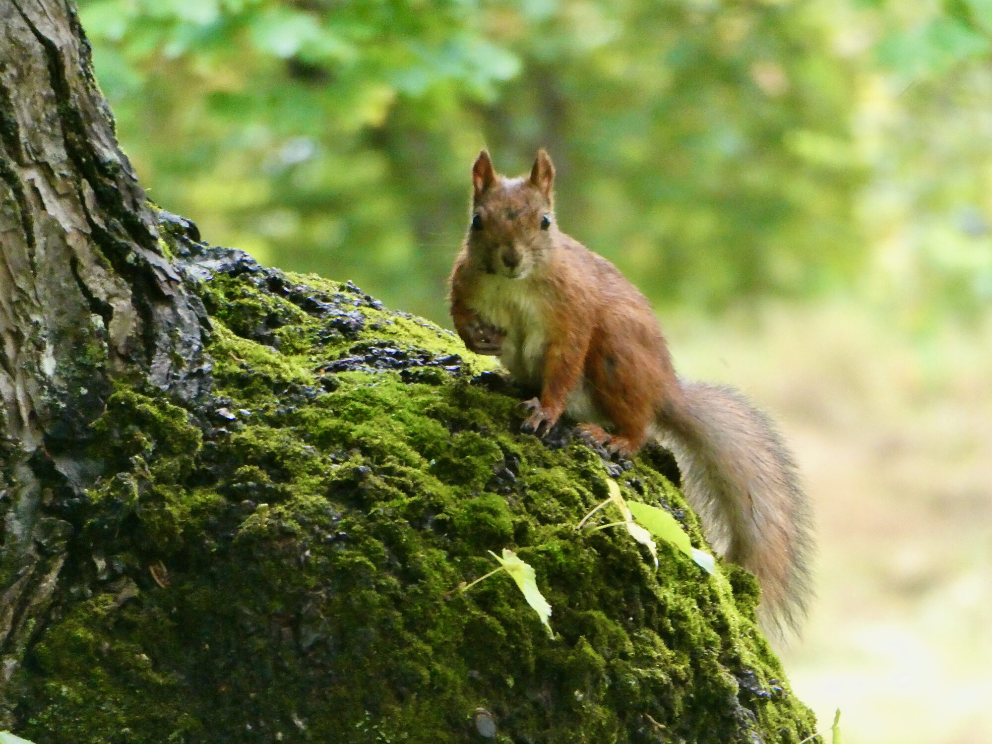 Valokuvaaja: Liisa Niiva-Korpela
