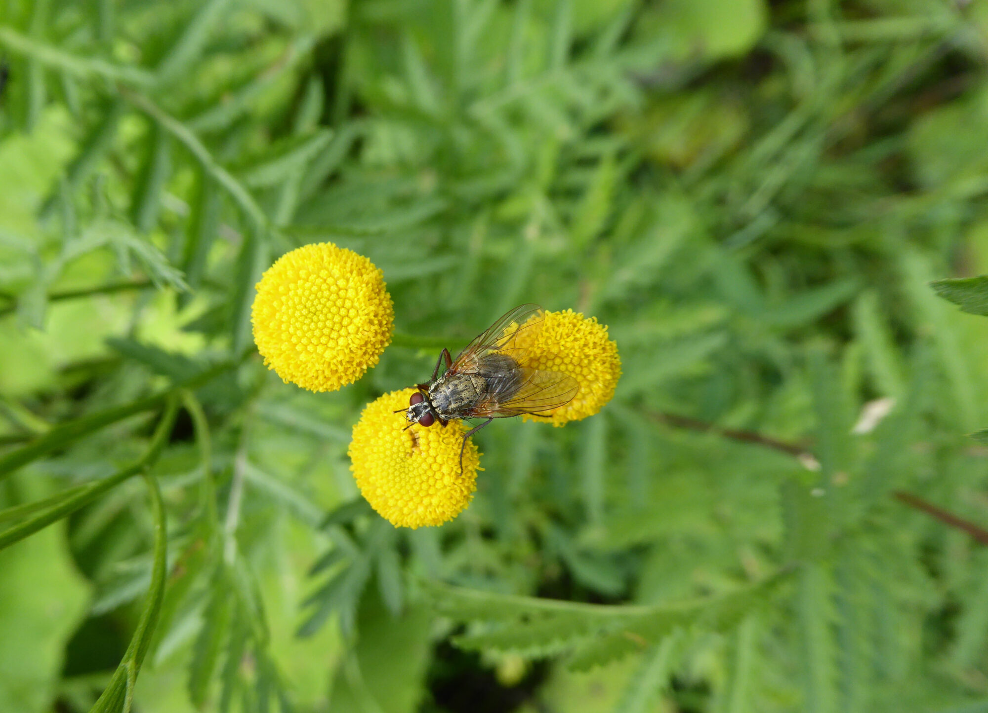 Valokuvaaja: Toni Asikainen