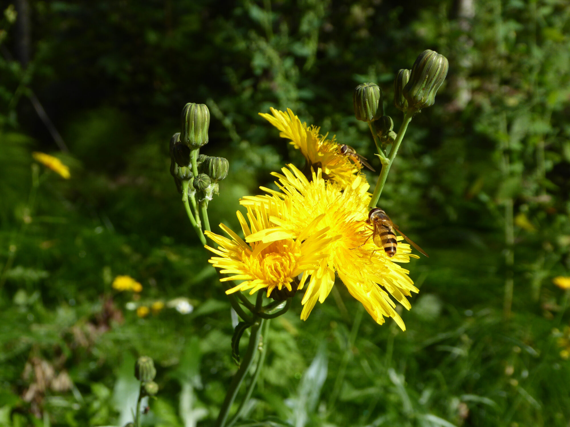Valokuvaaja: Toni Asikainen