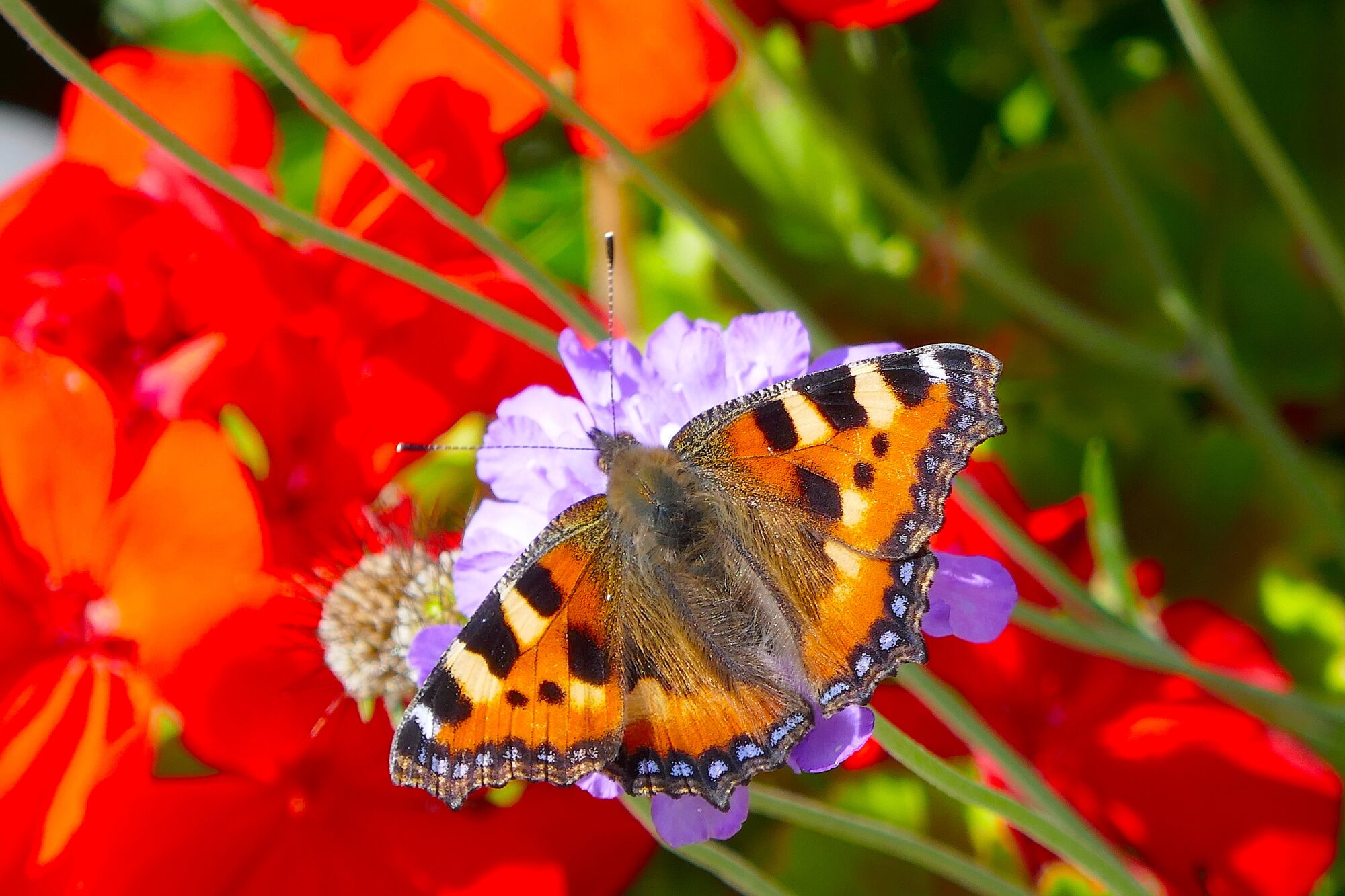 Valokuvaaja: Marjut Ikonen