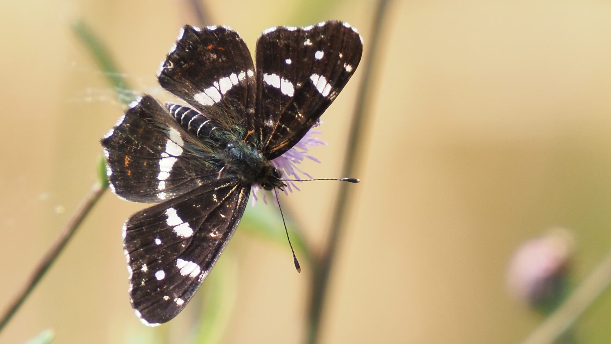 Valokuvaaja: Arja Valtonen