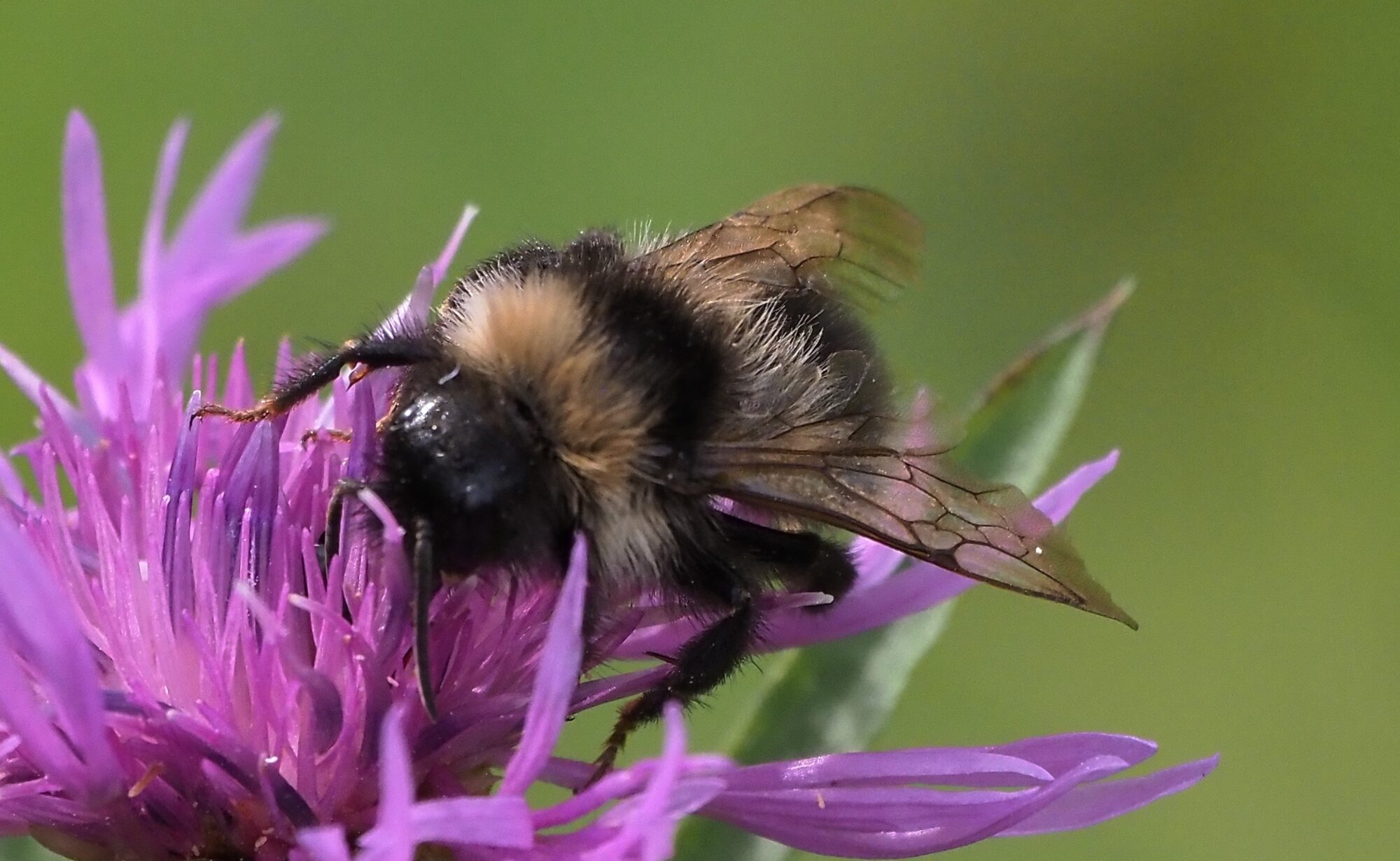 Valokuvaaja: Arja Valtonen