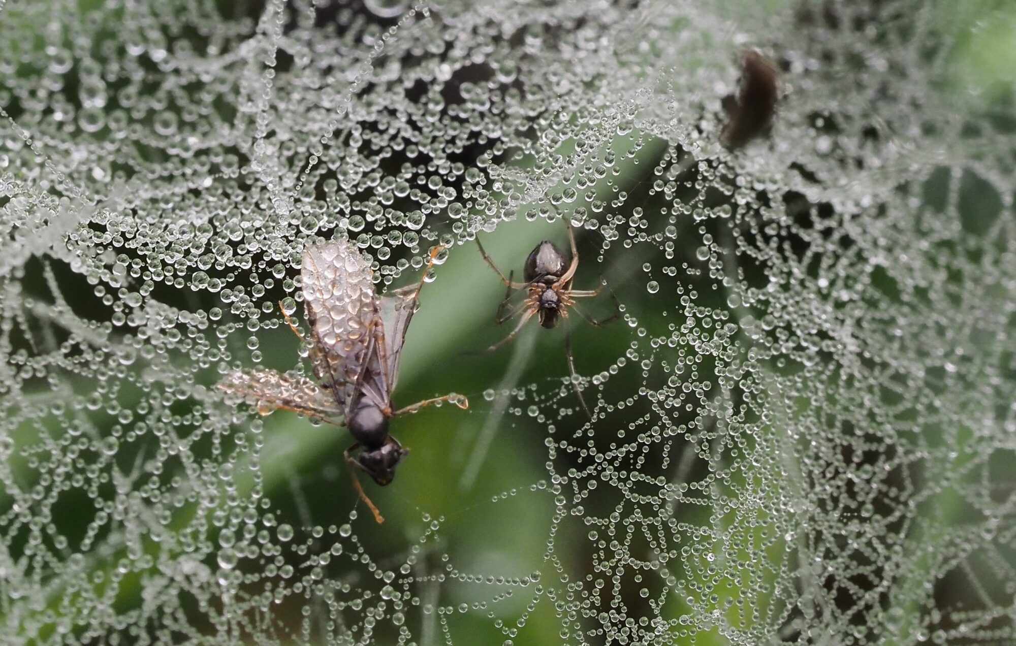 Valokuvaaja: Arja Valtonen