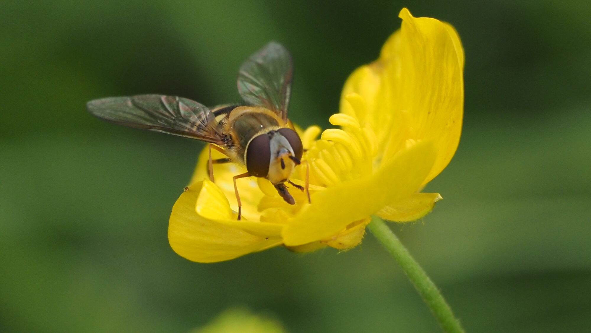 Valokuvaaja: Arja Valtonen Valokuvaaja: Arja Valtonen