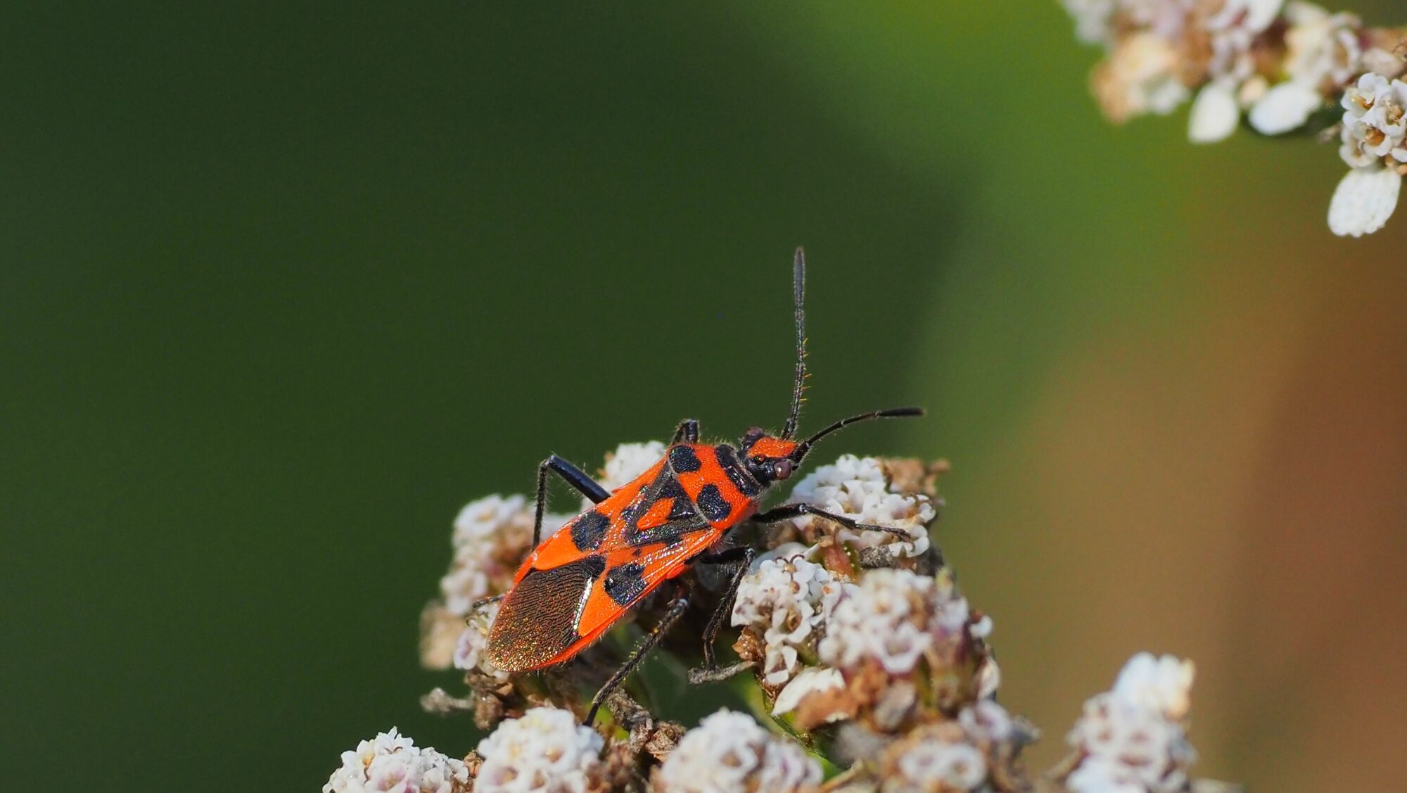Valokuvaaja: Arja Valtonen Valokuvaaja: Arja Valtonen