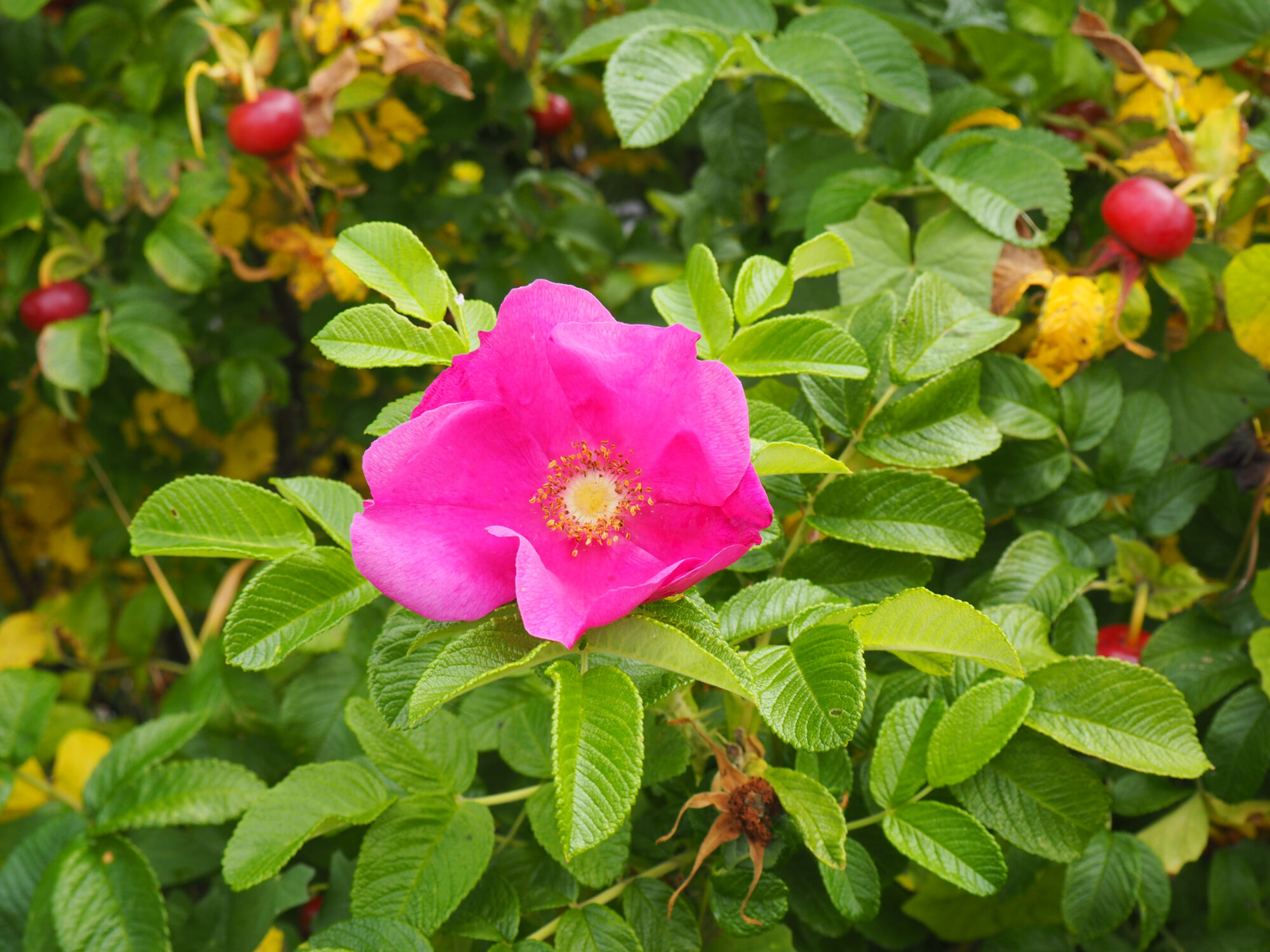 Valokuvaaja: Toni Asikainen