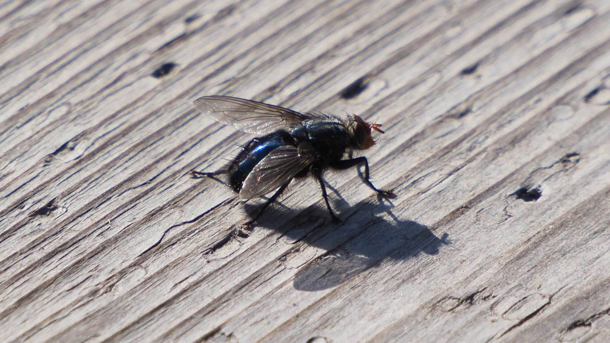 Valokuvaaja: Arja Valtonen