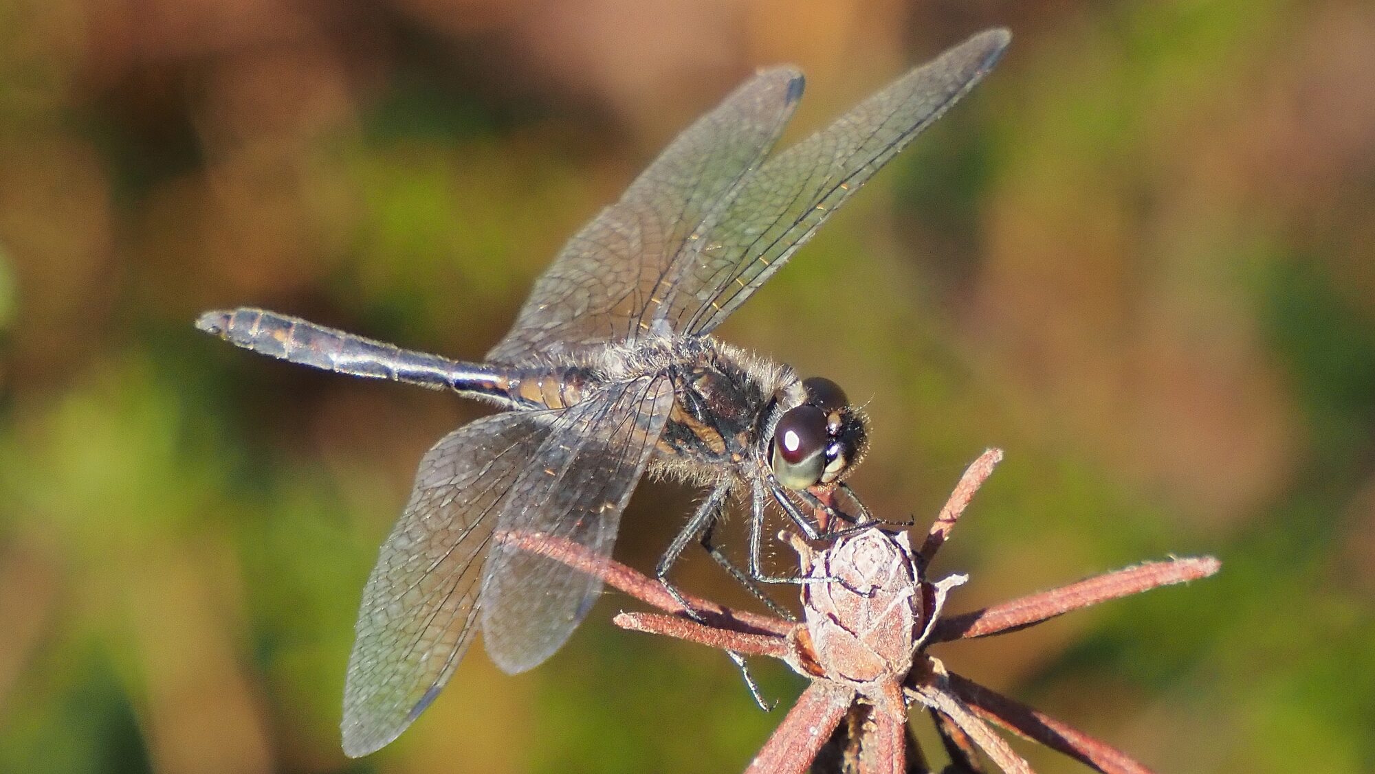 Valokuvaaja: Arja Valtonen