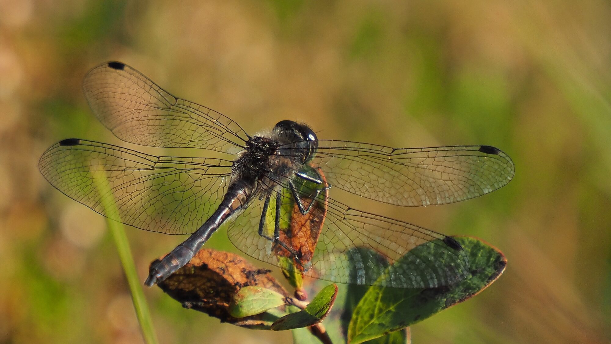 Valokuvaaja: Arja Valtonen