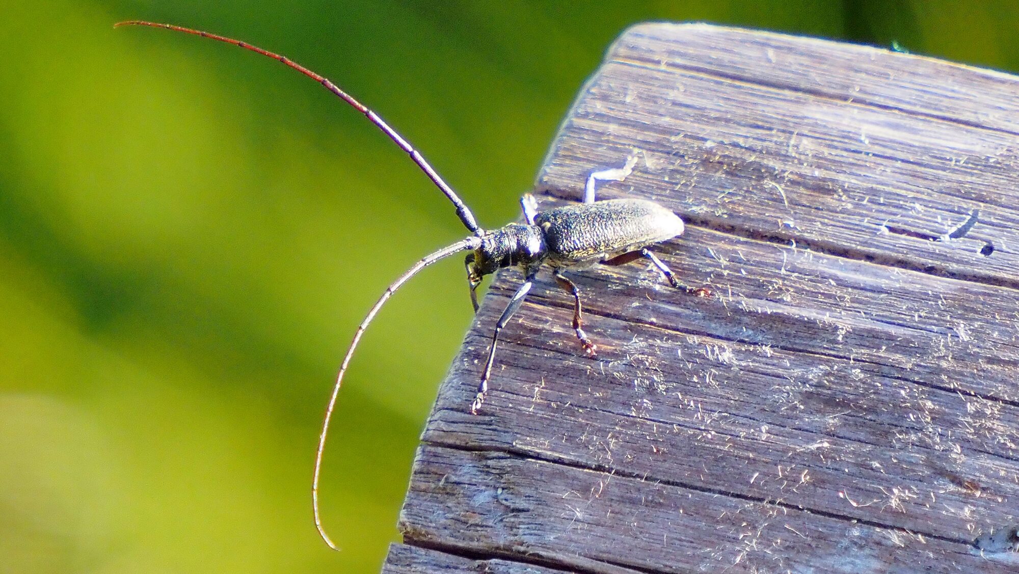 Valokuvaaja: Arja Valtonen