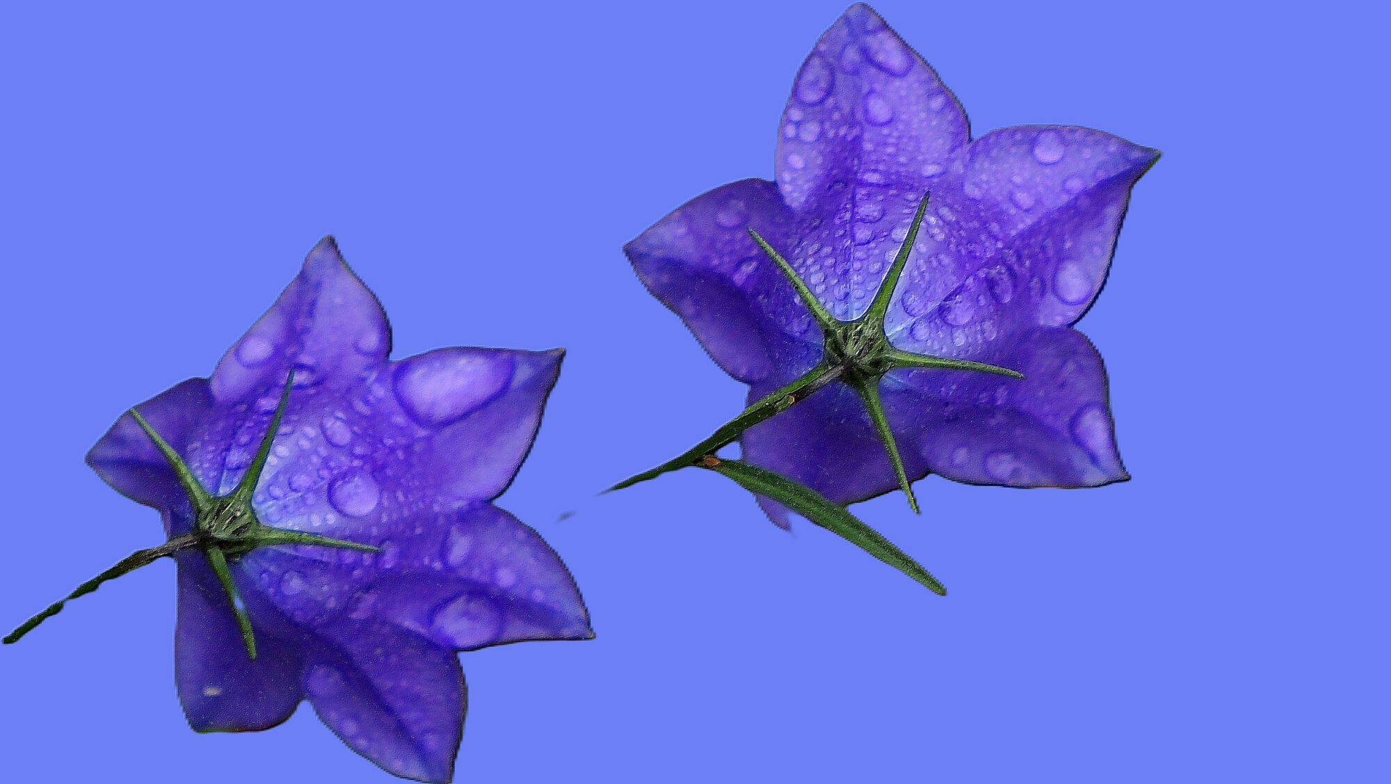 Valokuvaaja: Arja Valtonen