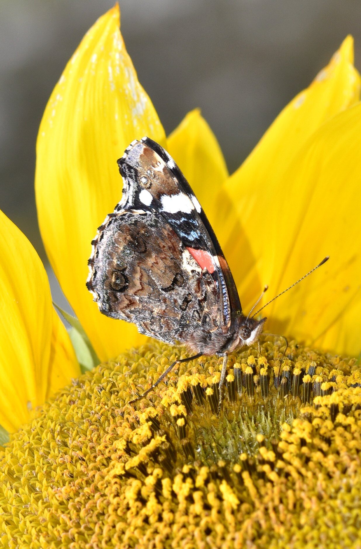 Valokuvaaja: Antti Kaskinen