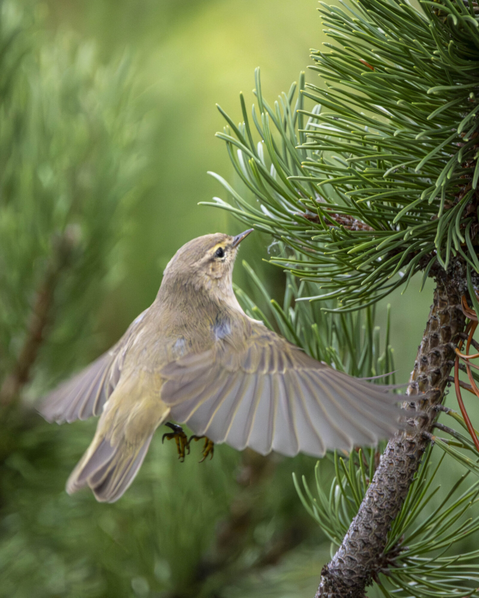 Valokuvaaja: Hannu Tikkanen
