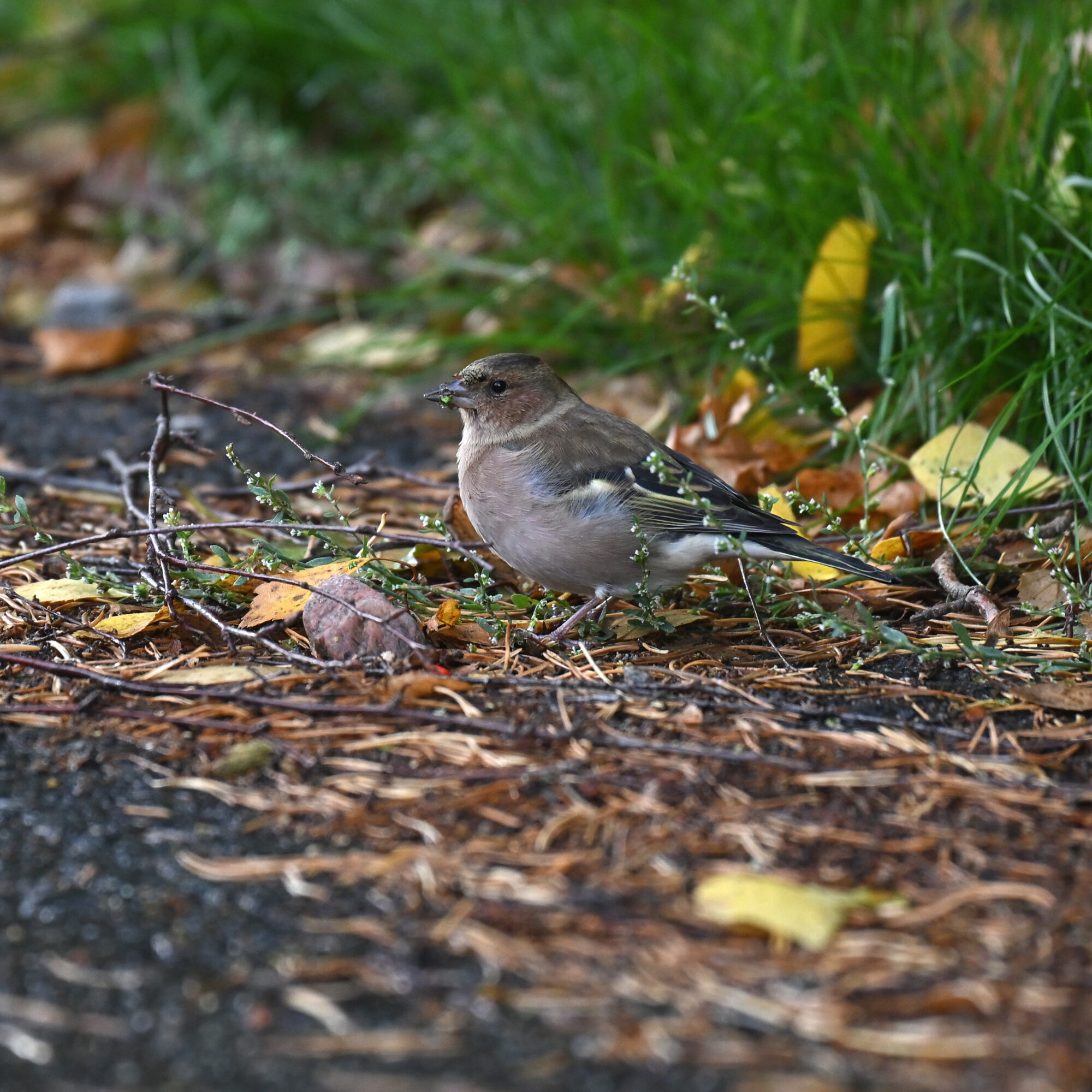 Valokuvaaja: Päivi Kiiskinen-Mustonen